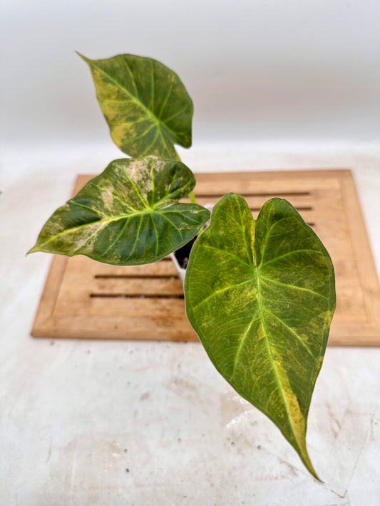 Alocasia Regal Shields Aurea Variegated