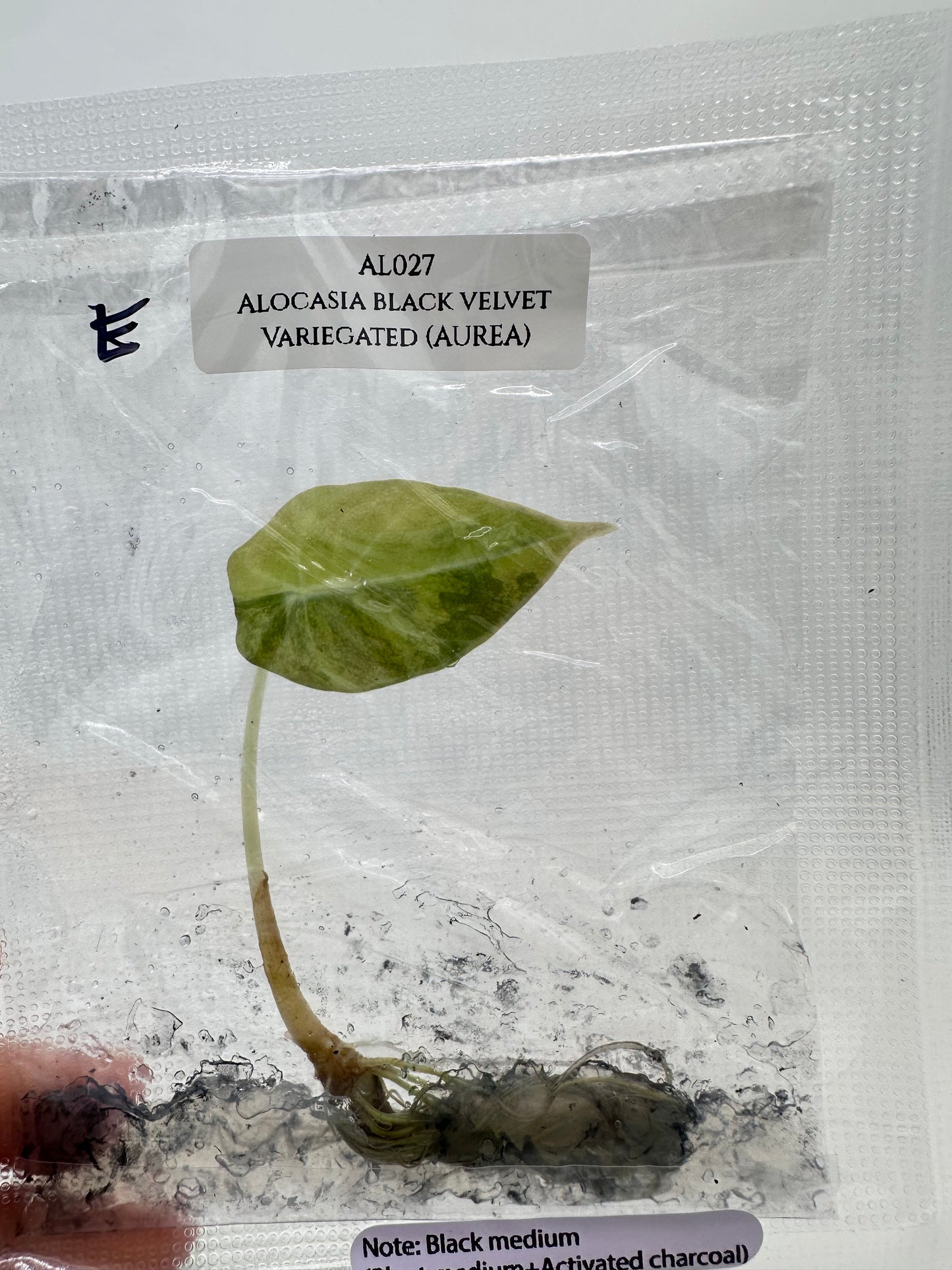 Tissue Culture - Alocasia Black Velvet Aurea Variegated - Gold