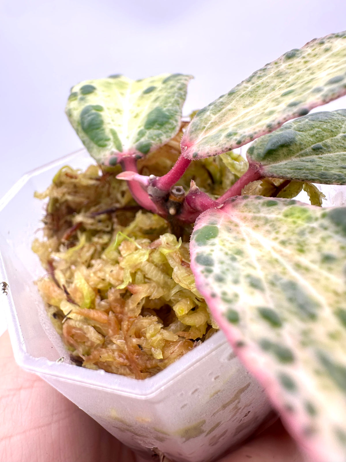 Hoya Swiffer’s Nightmare - 2 Active Growths