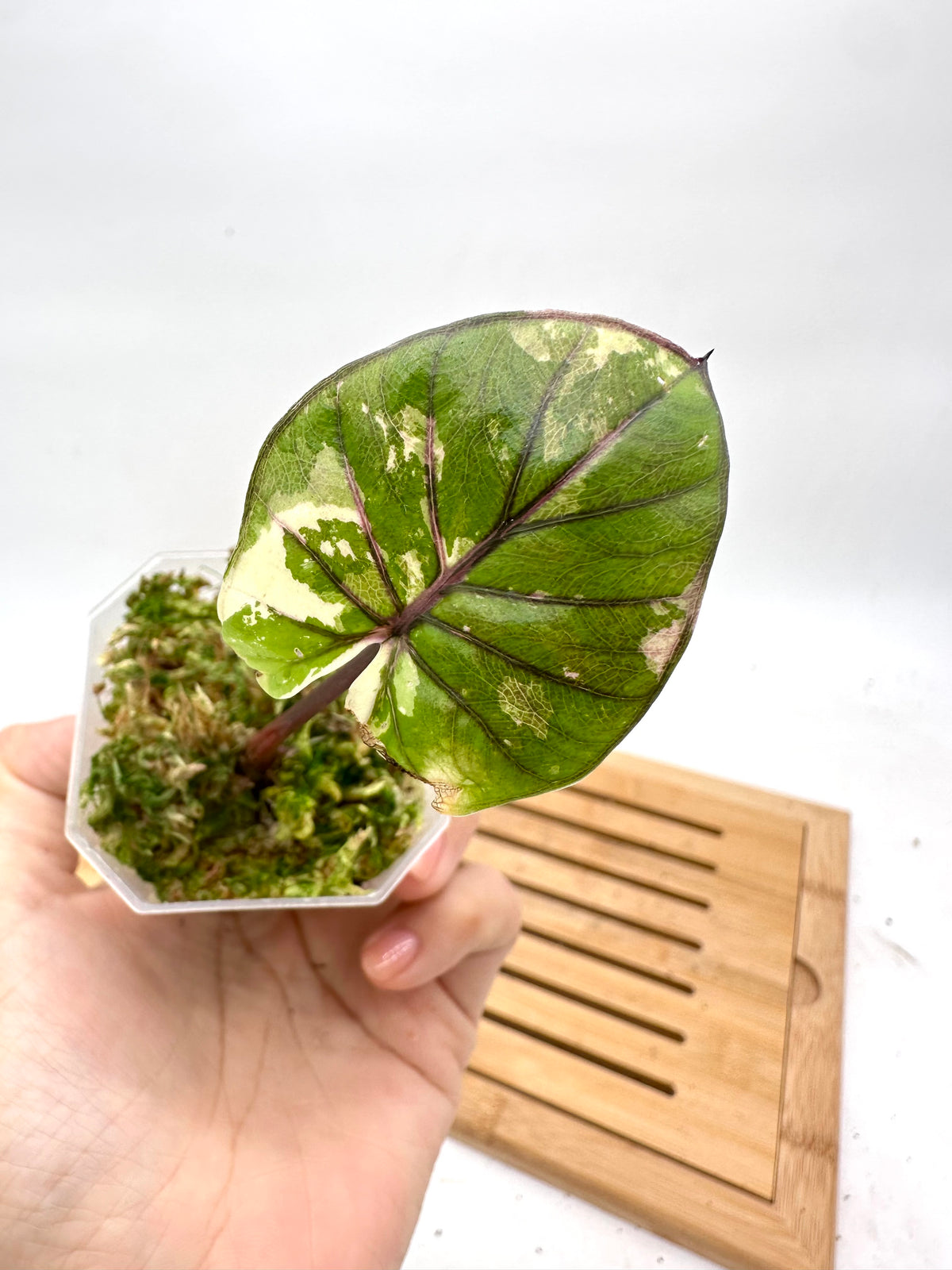 Alocasia Yucatan Princess Variegated