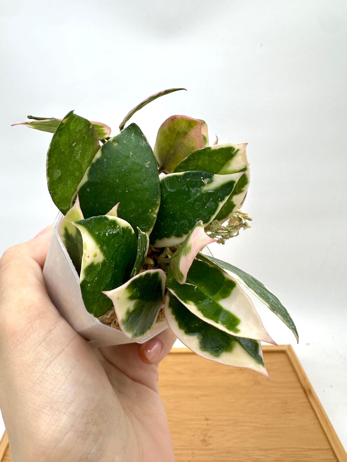 Hoya Lacunosa ‘Asami’ Variegated