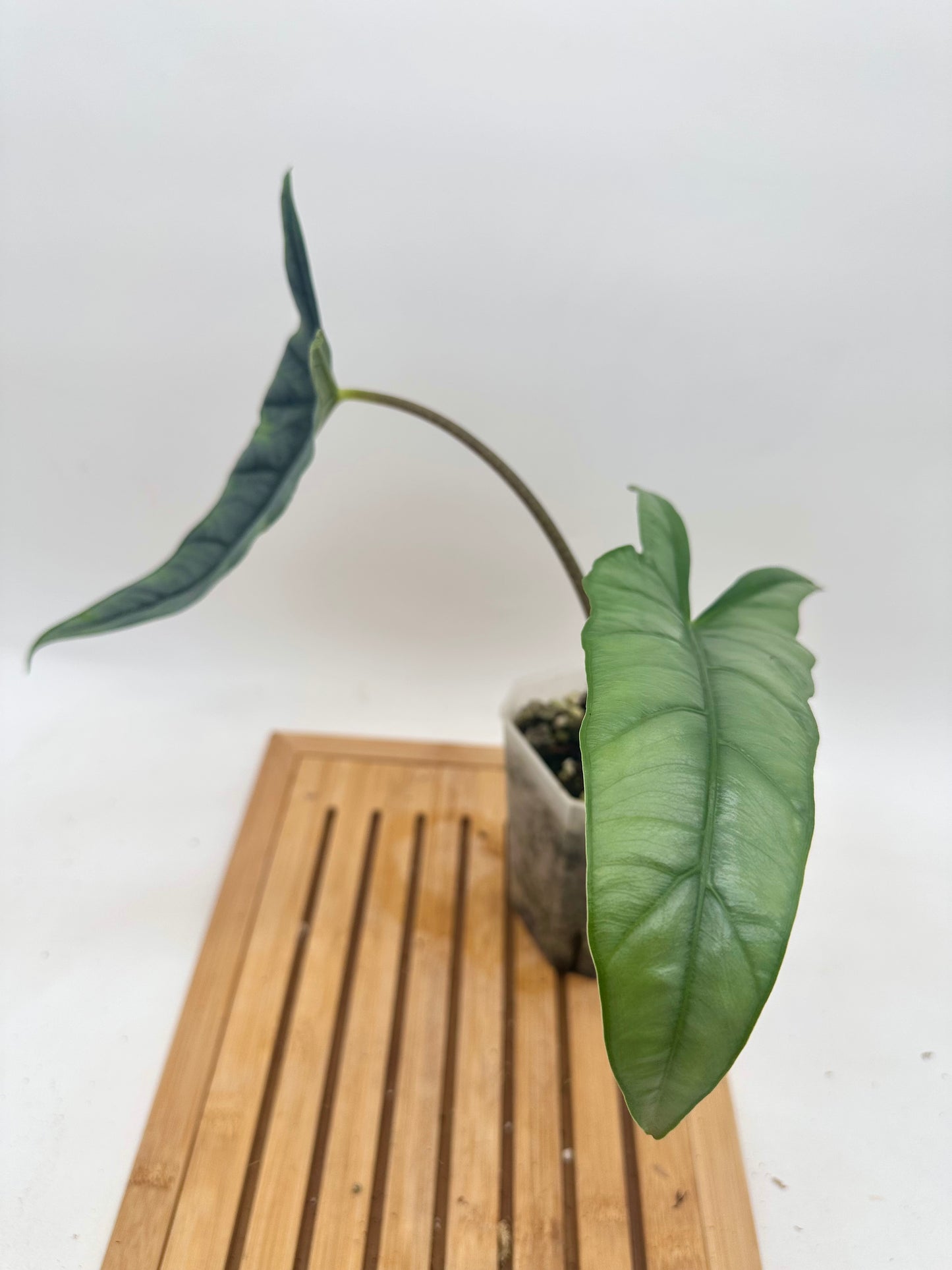 Alocasia Metallic Blue