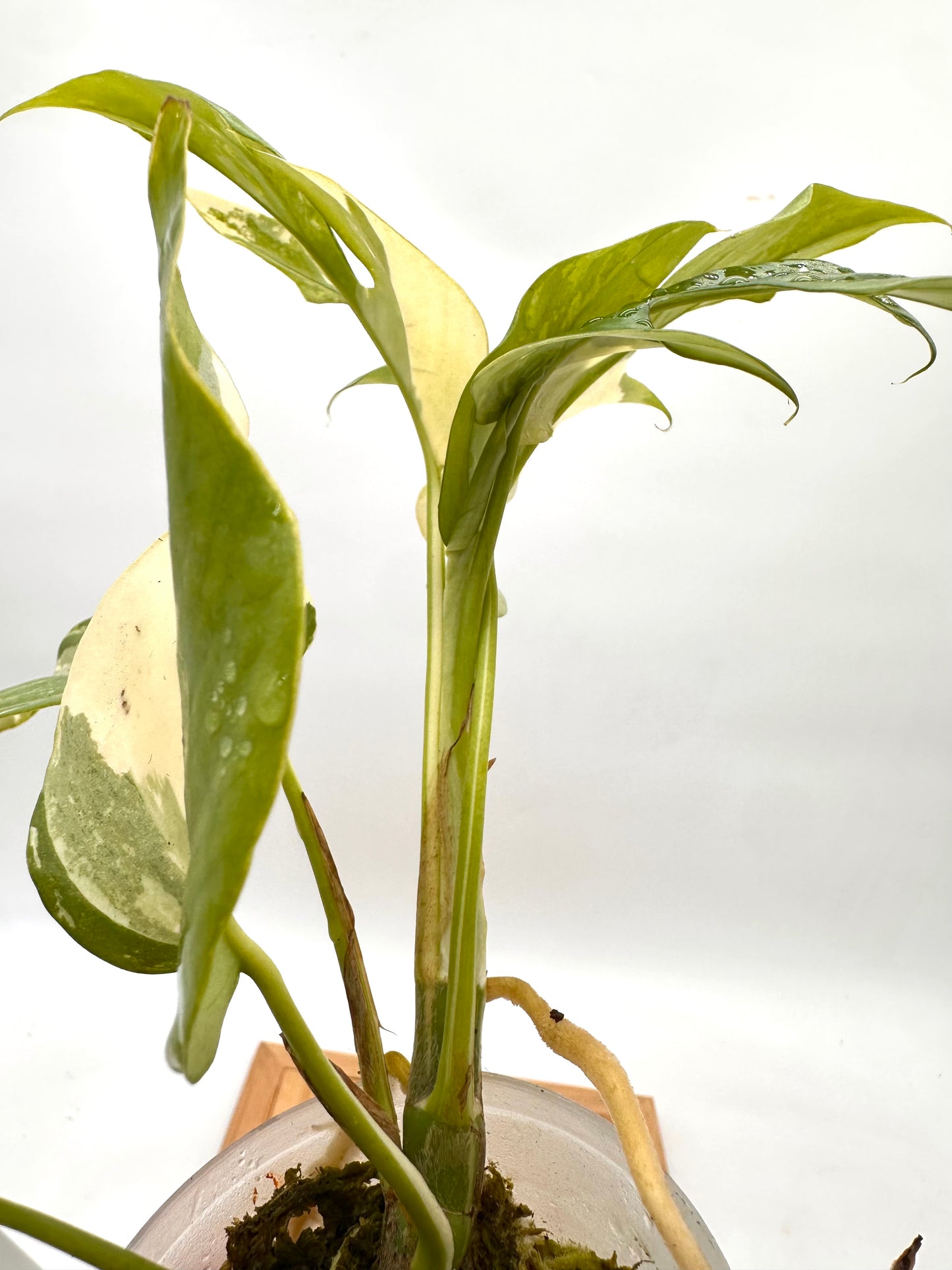 Rhaphidophora Tetrasperma Albo Variegated