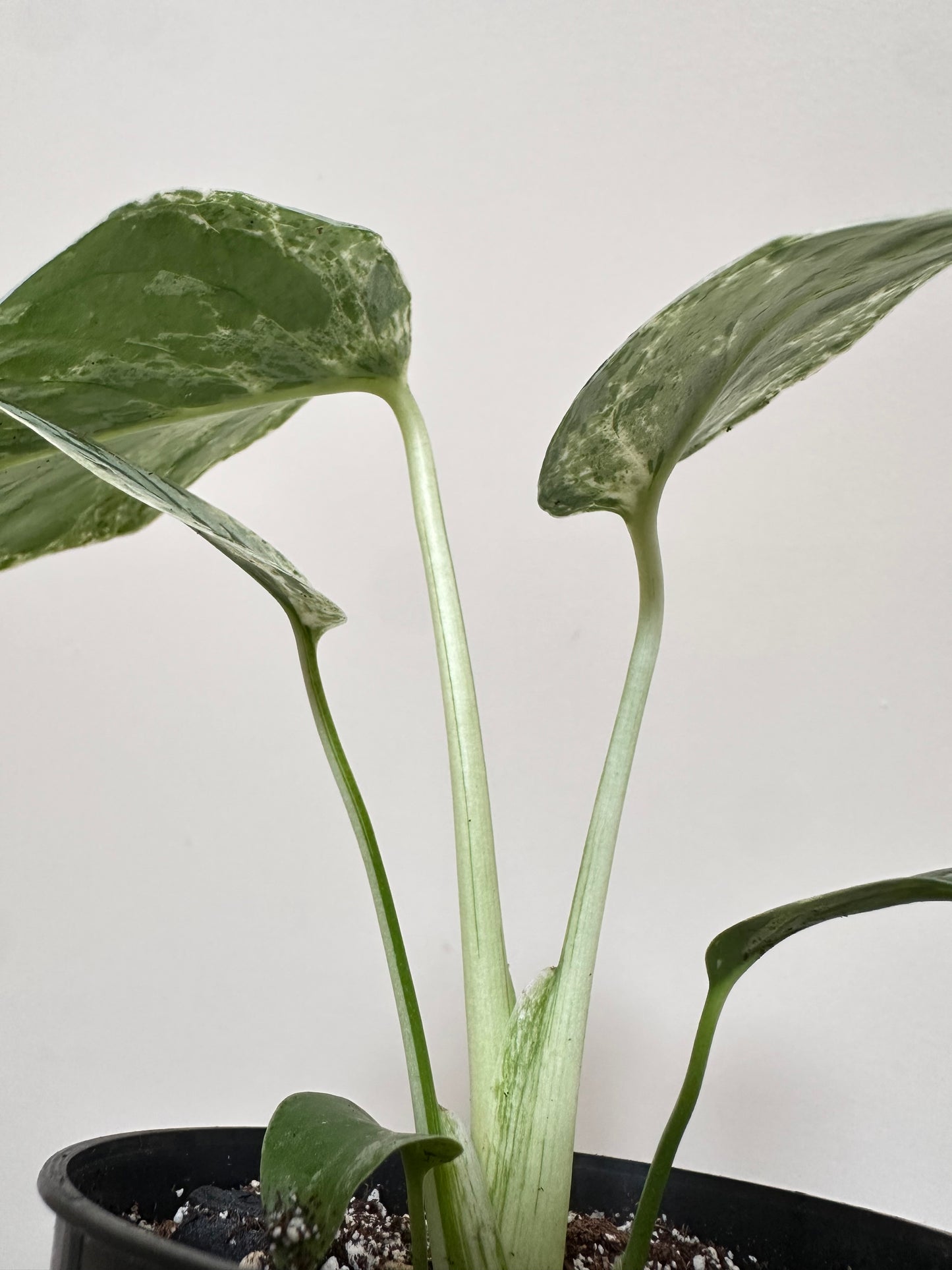 Monstera Bulbasaur - C