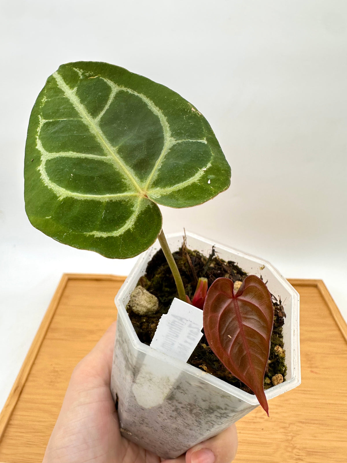 Anthurium Memoria Tim Anderson (Zara x Michelle x Red Crystallinum)