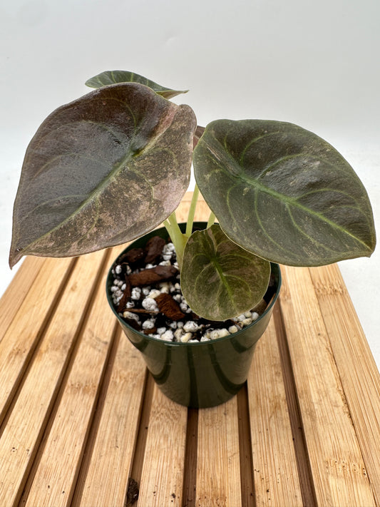 Thanksgiving Sales - Alocasia Cuprea Pink Mint Variegated