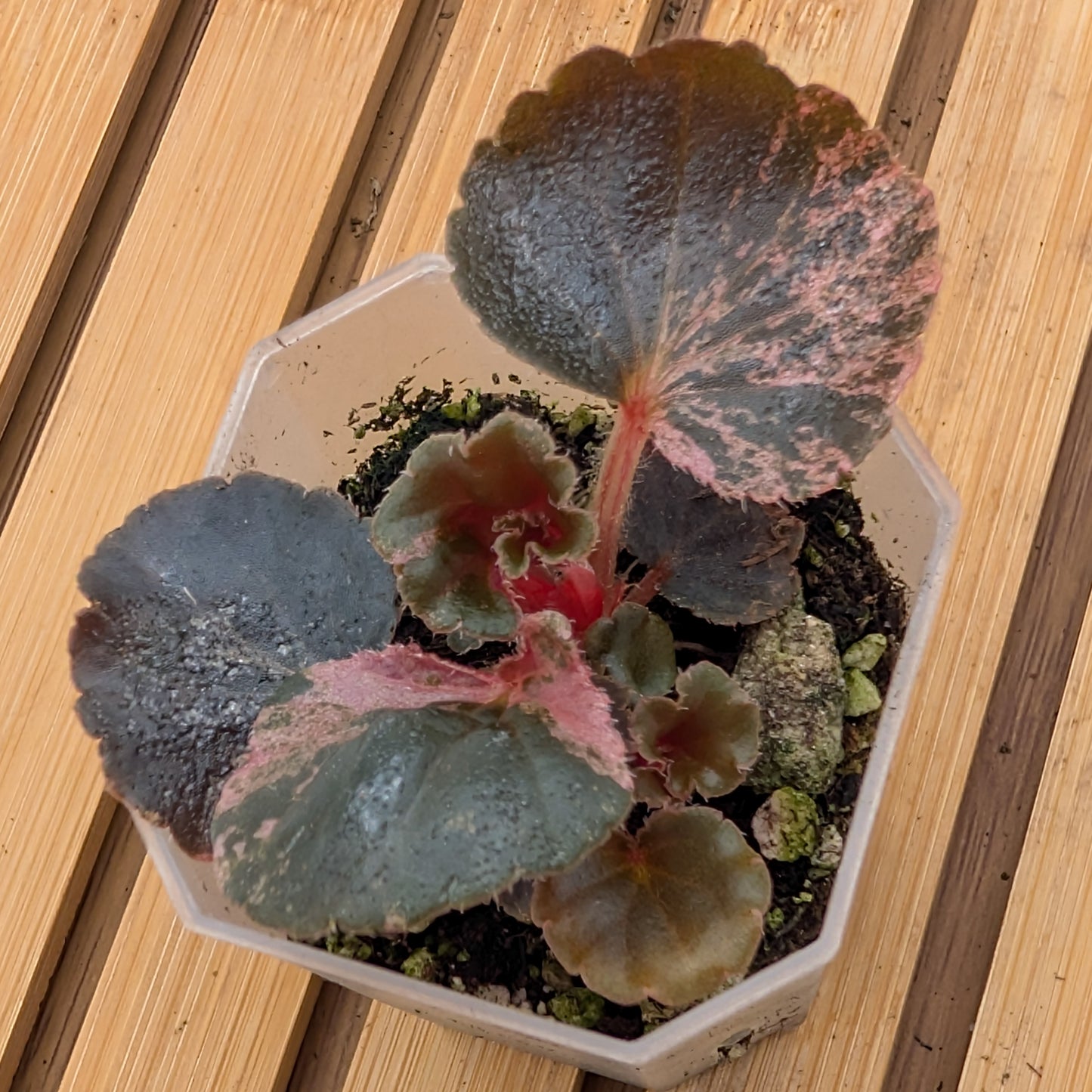 Begonia Cucullata Pink Variegated