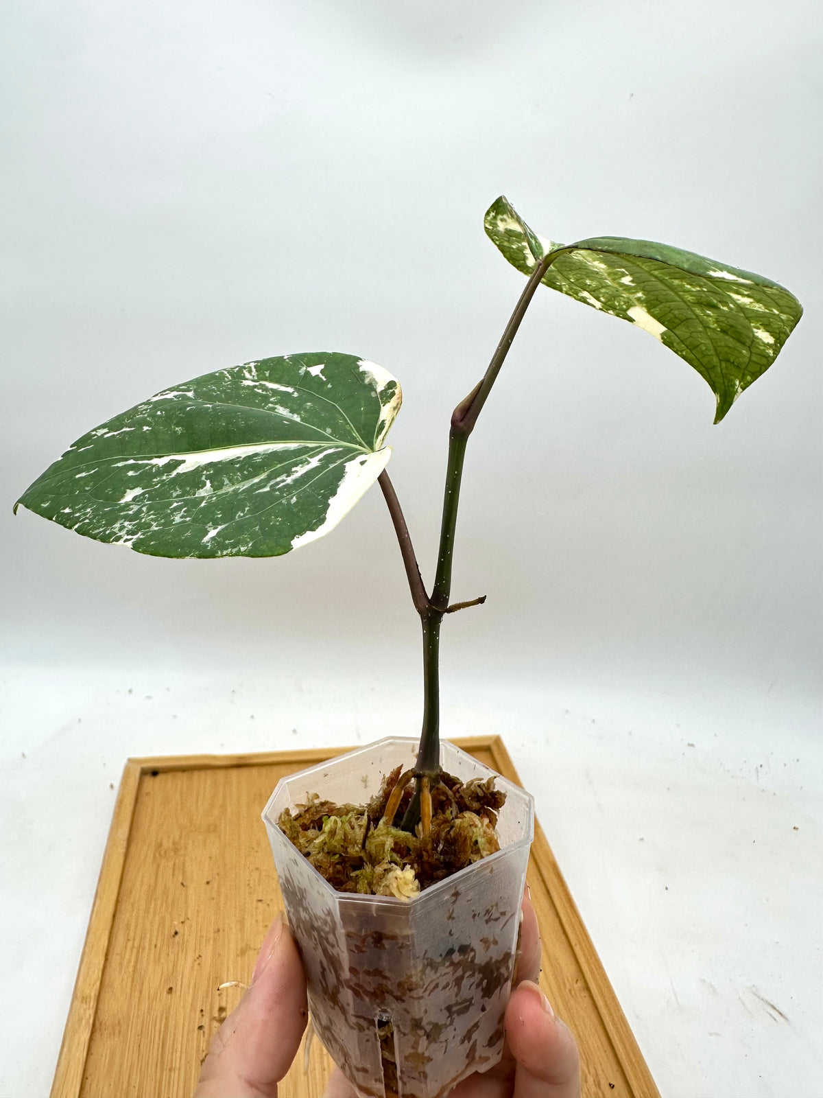 Piper Nigrum Albo Variegated
