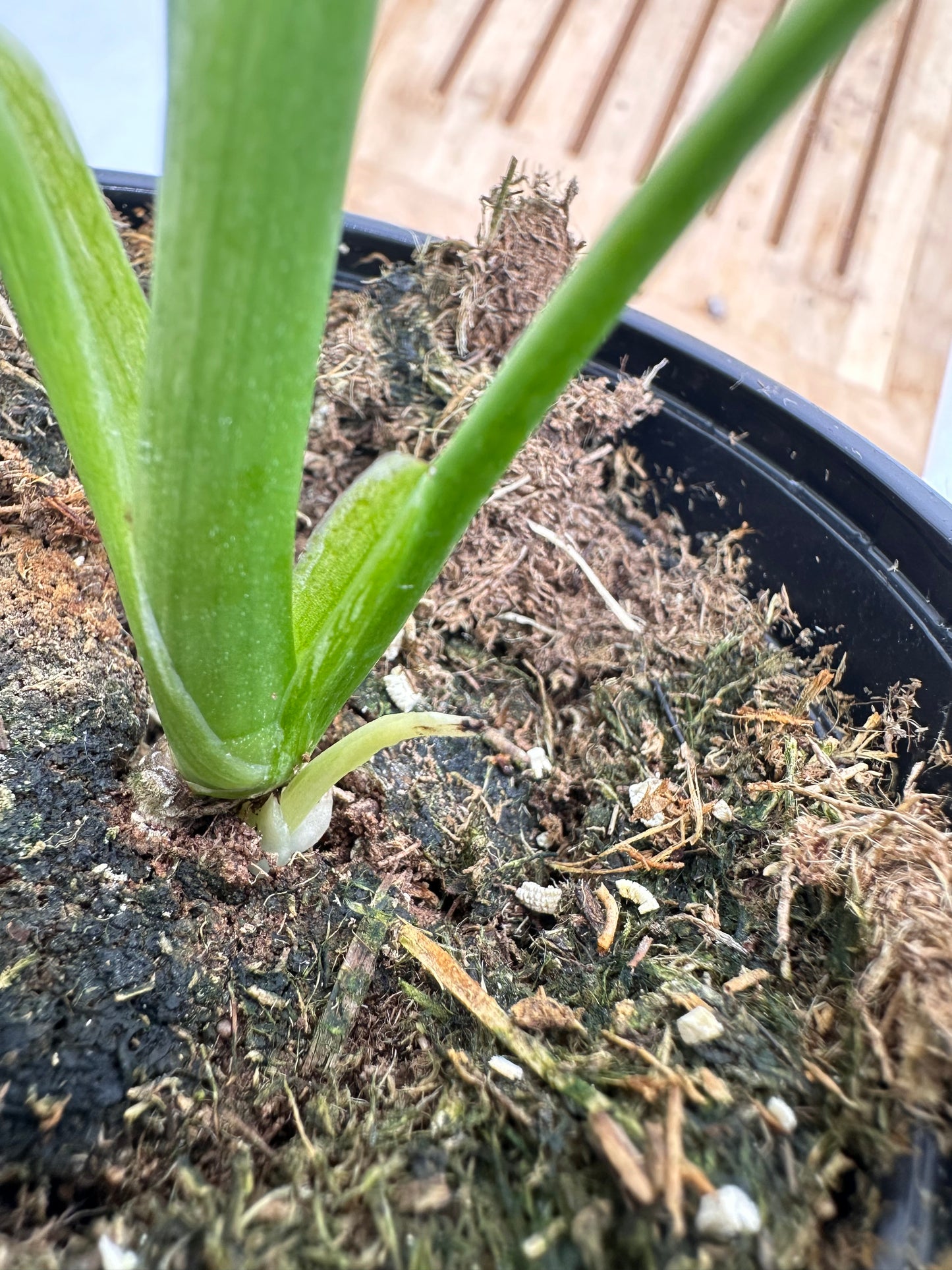 Monstera Mint (extra growths)