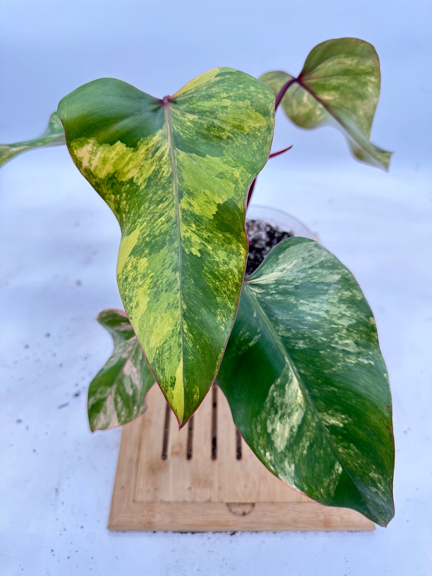 Philodendron Strawberry Shake Variegated