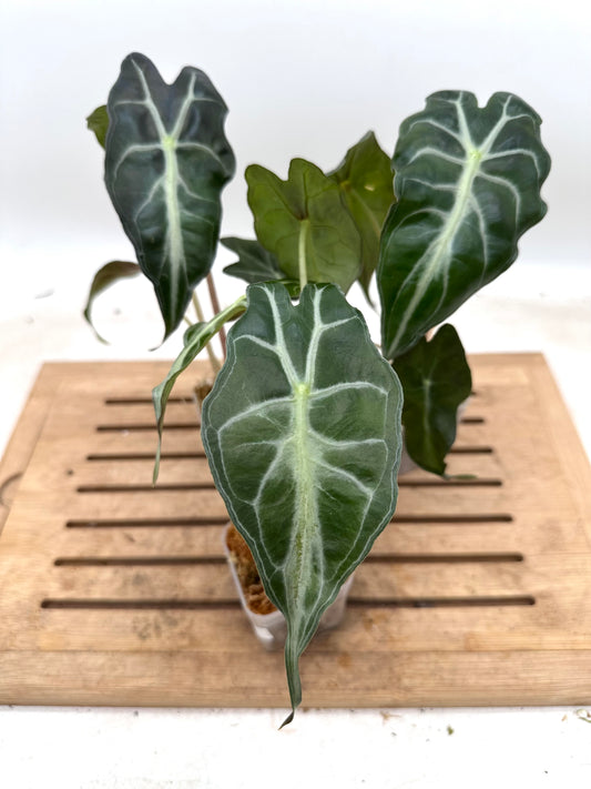 Alocasia Venom