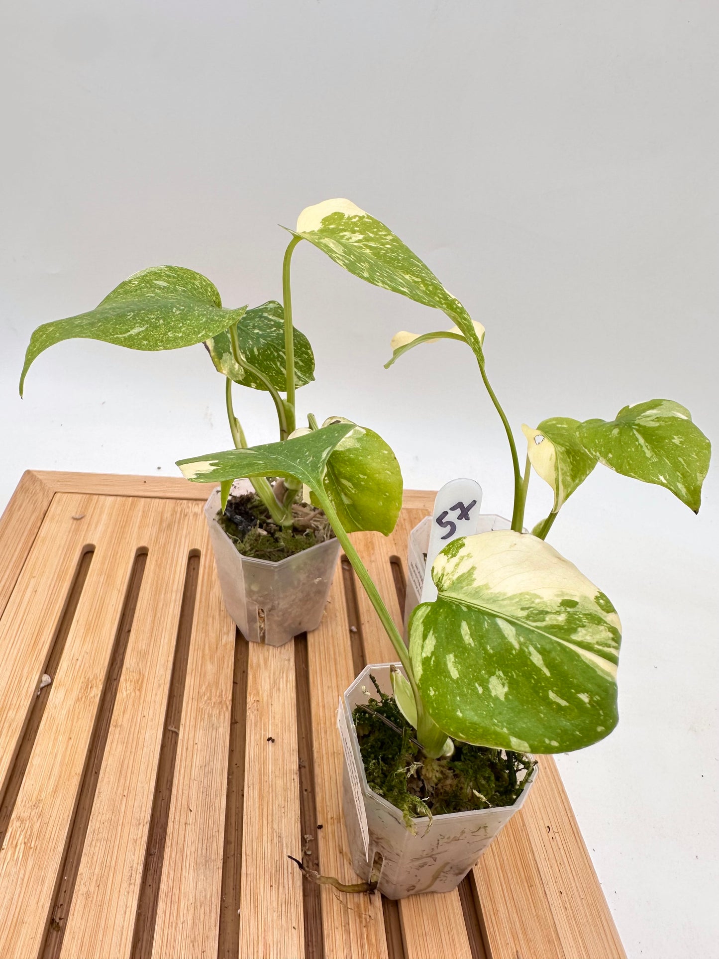 Monstera Thai Constellation