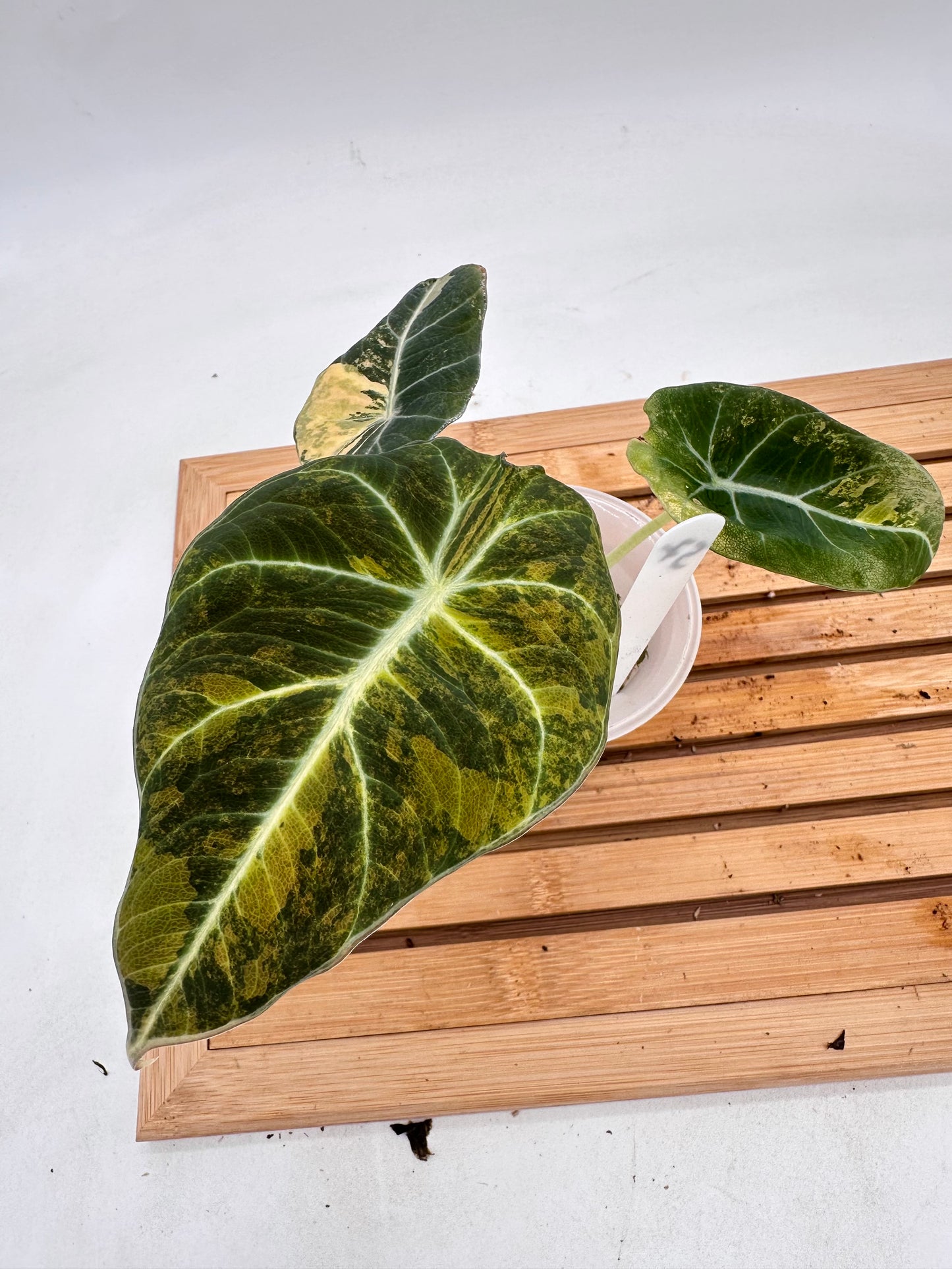 Alocasia Black Velvet Gold Variegated - 072
