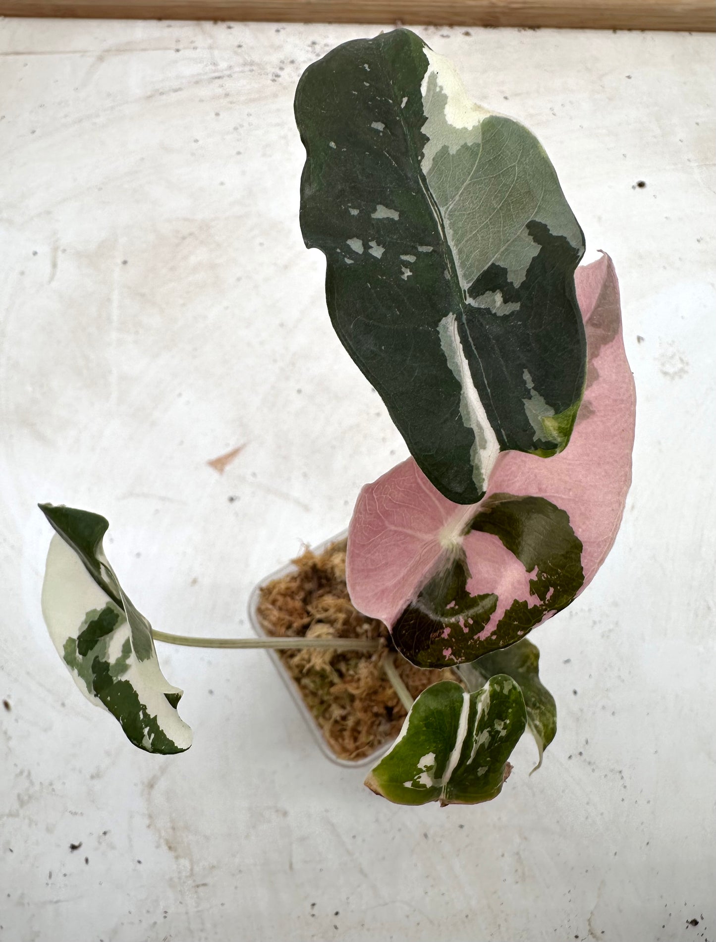 Alocasia Chantrieri Pink Variegated