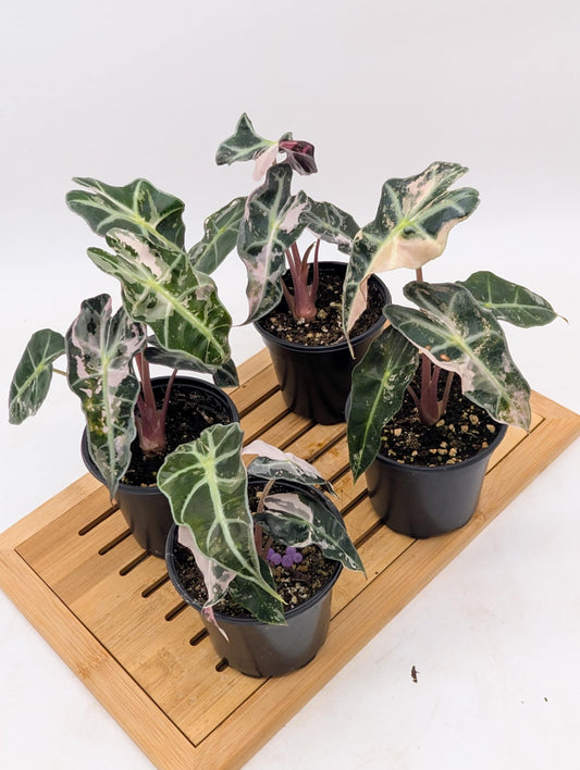 Alocasia Polly SnowFlake Pink Variegated 🩷