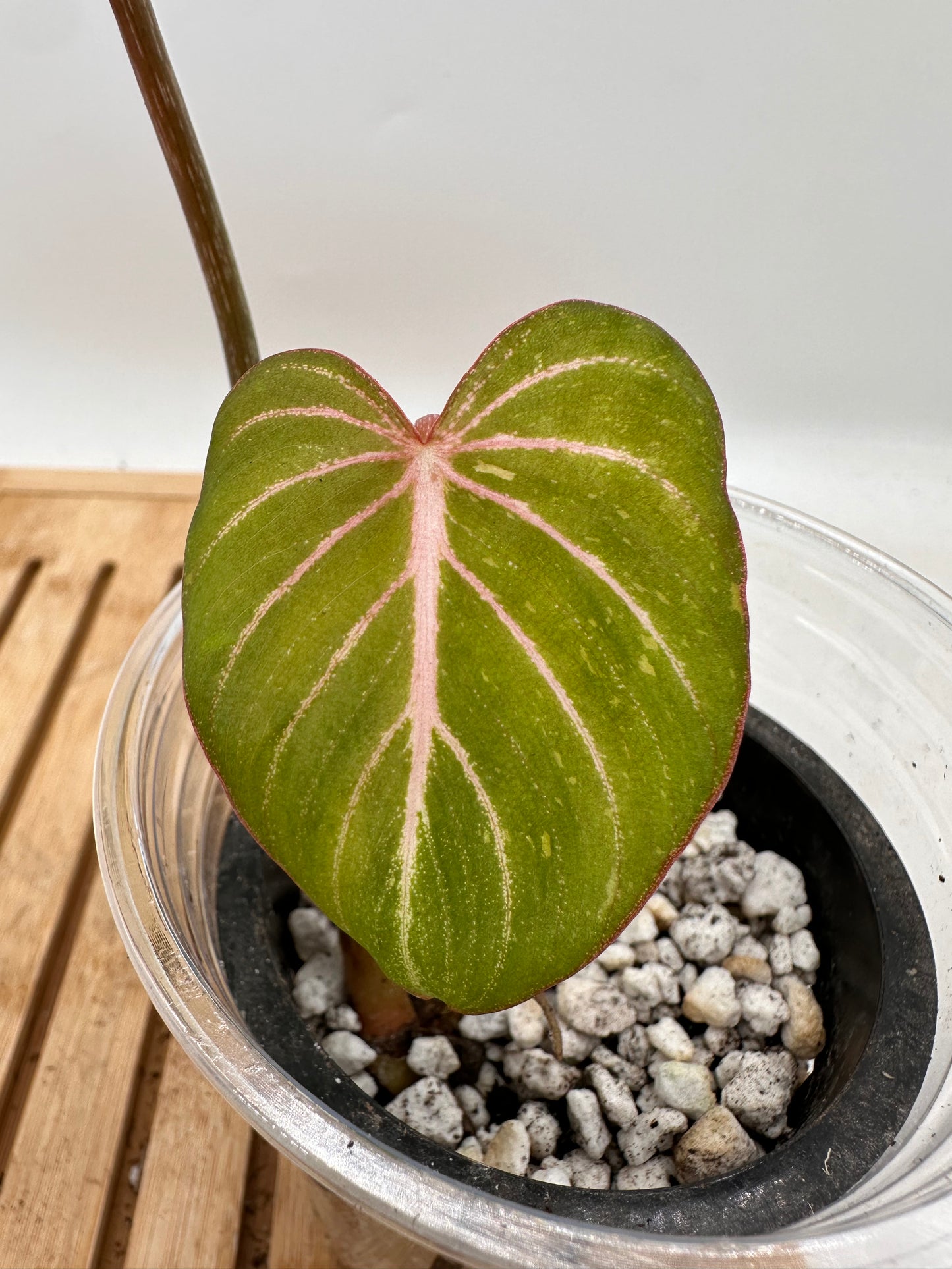 Philodendron Gloriosum Variegated (Low Var Galaxy)