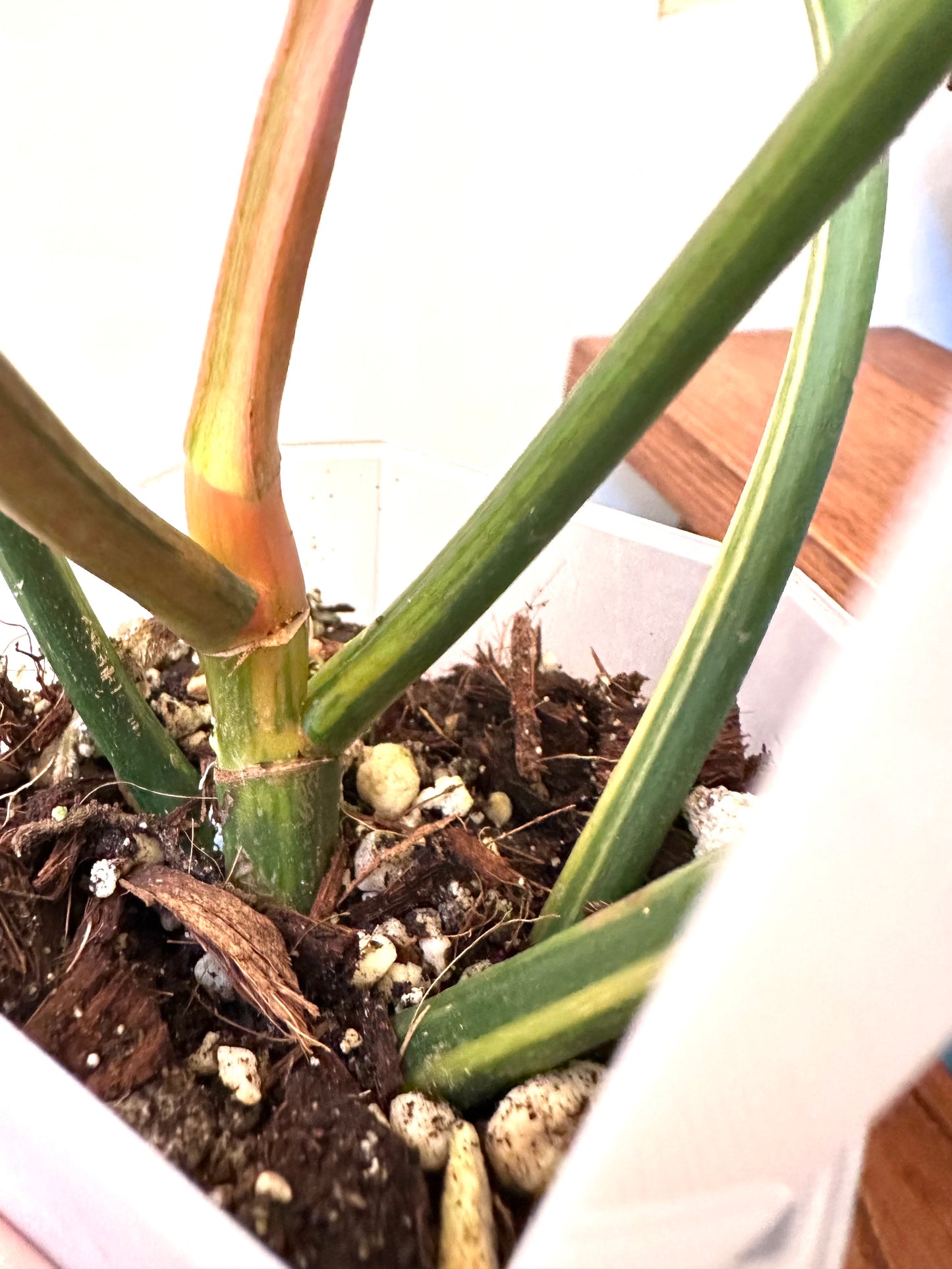 Philodendron Florida Beauty x Tortum Variegated 04- Large Size