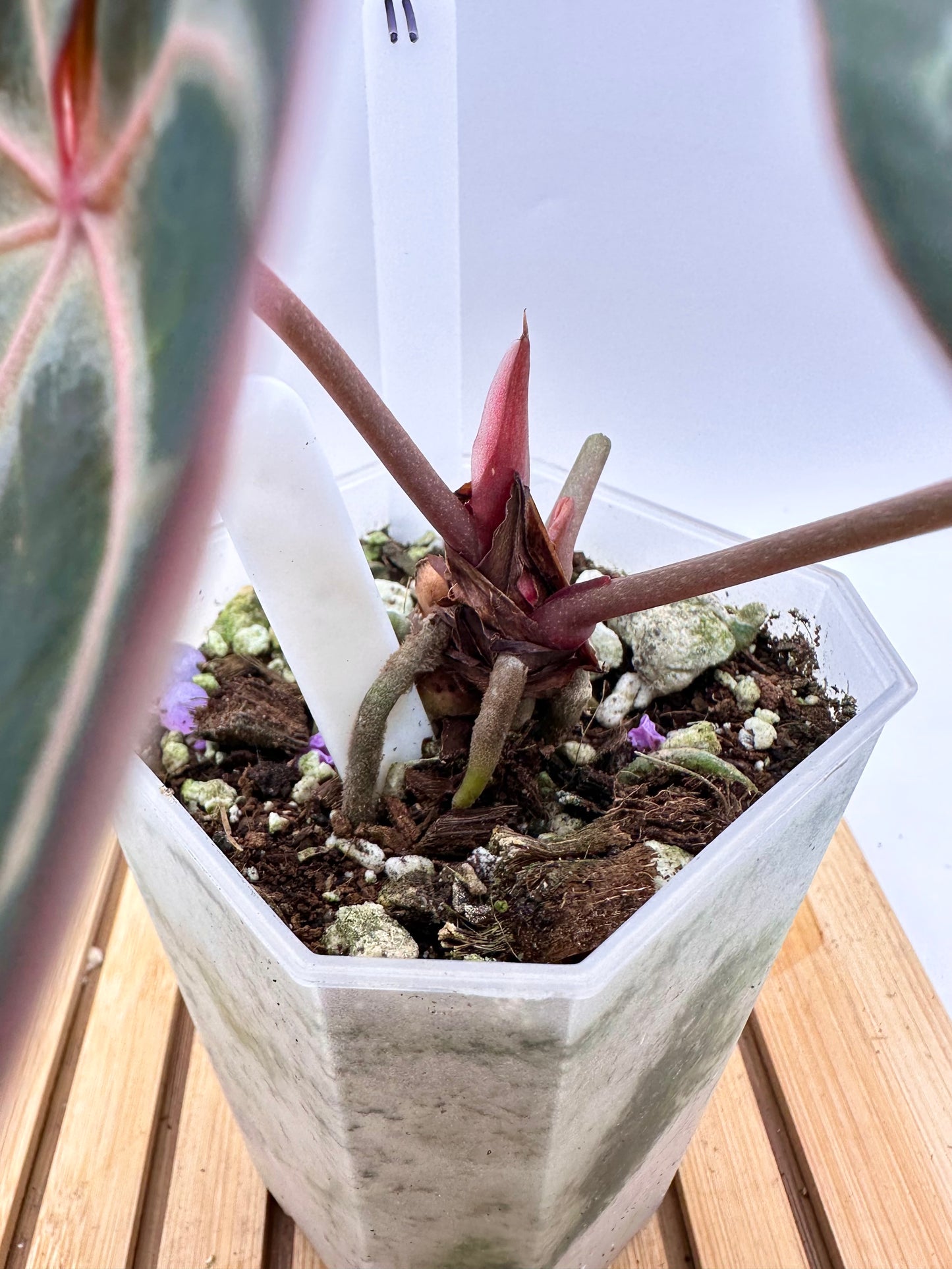 Anthurium King of Spades X Red Crystallinum
