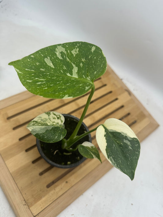 Monstera Thai Constellation 3.5” pot