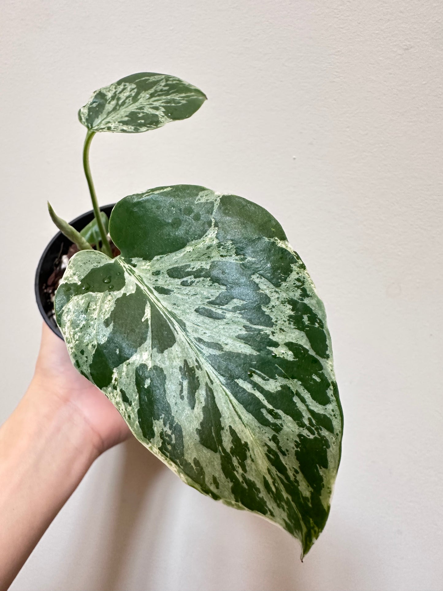 Monstera Bulbasaur - F