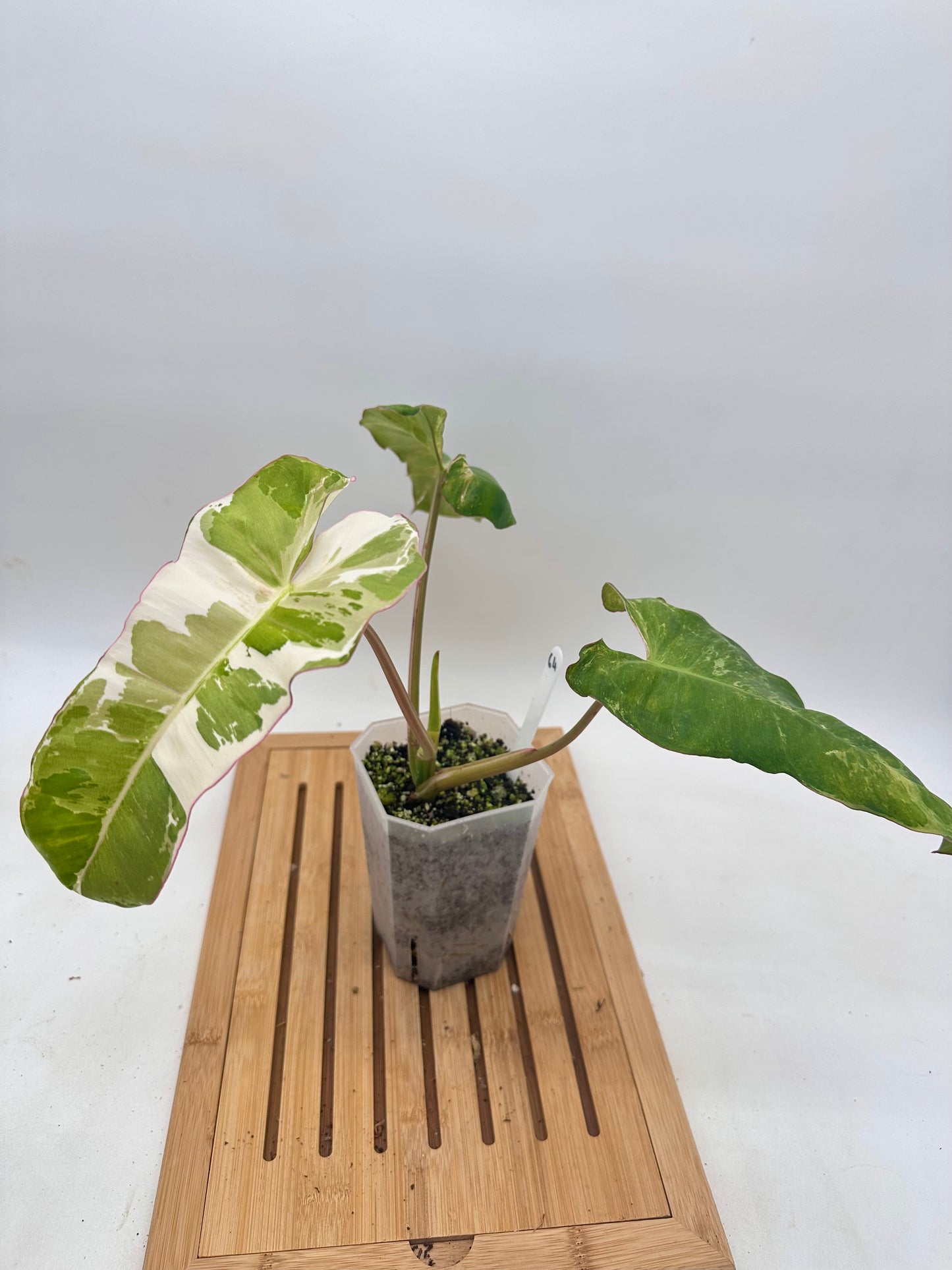 Philodendron Paraiso Verde Albo Variegated