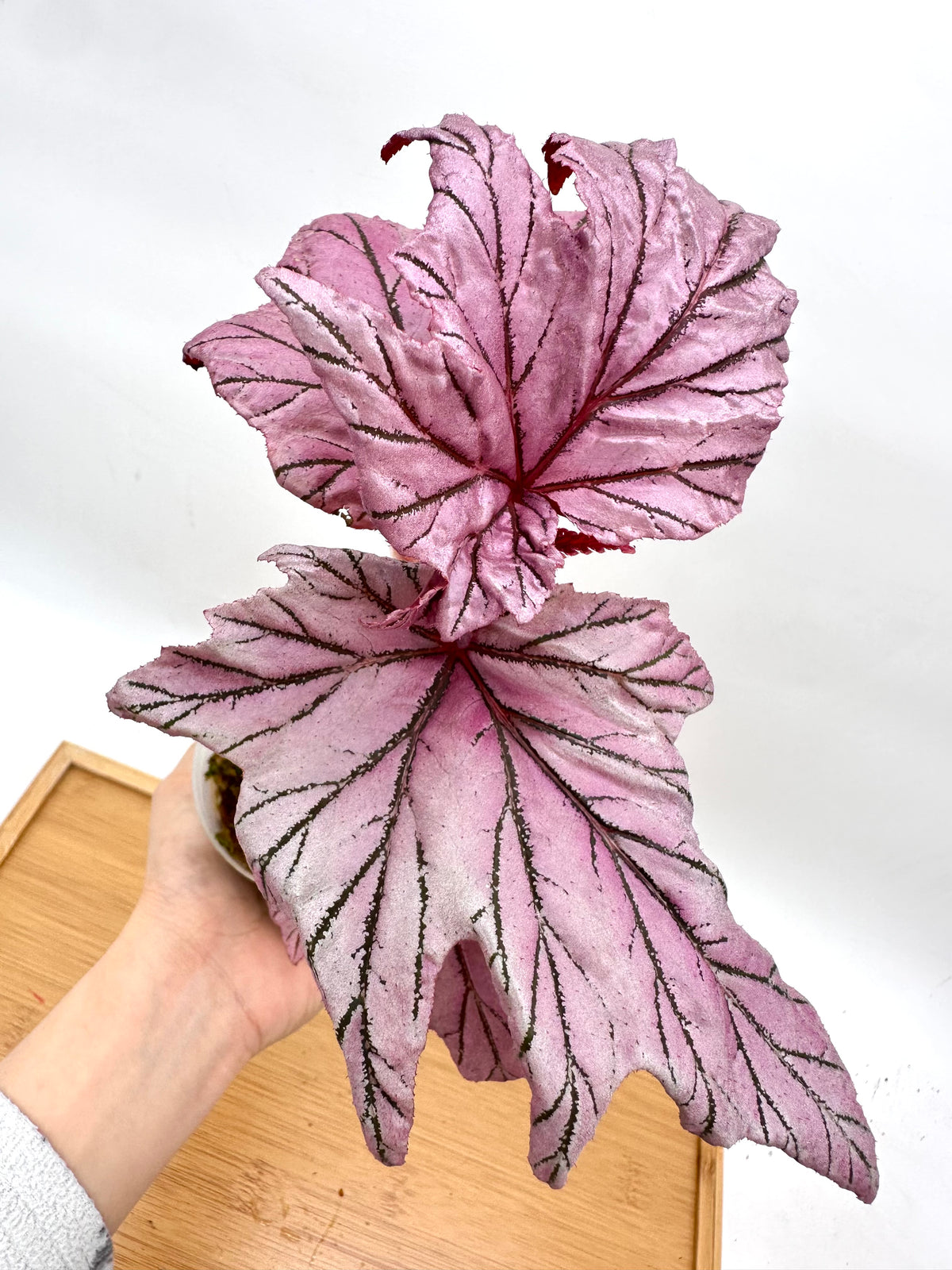 Begonia Lamoon