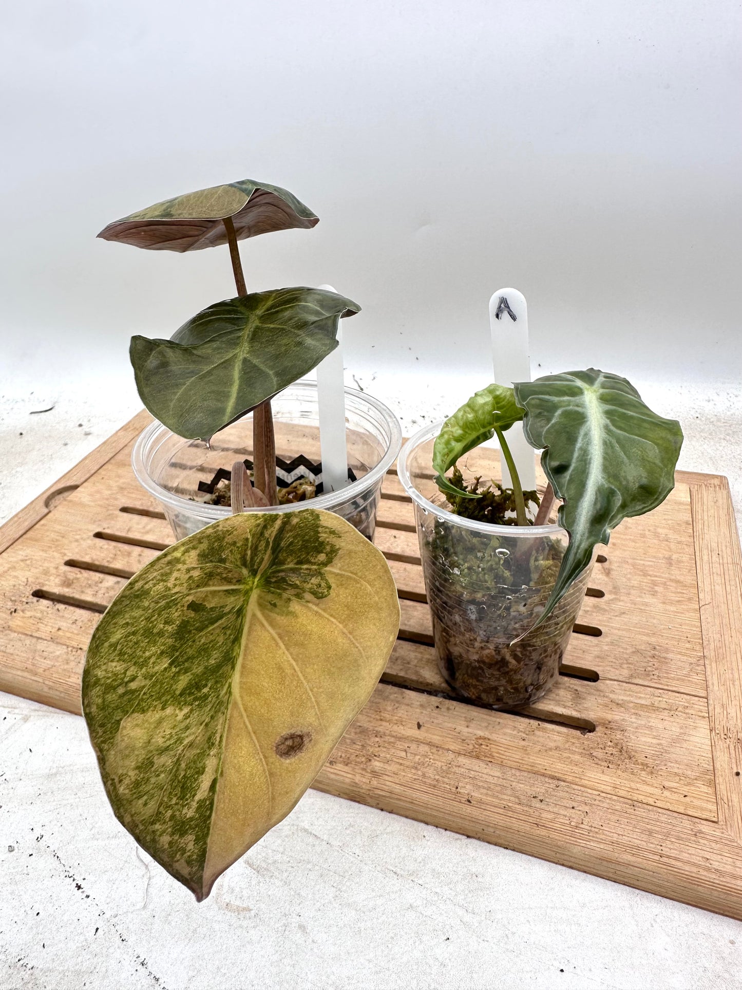 Combo Sale - Alocasia Venom & Alocasia Wentii Sunset Variegated
