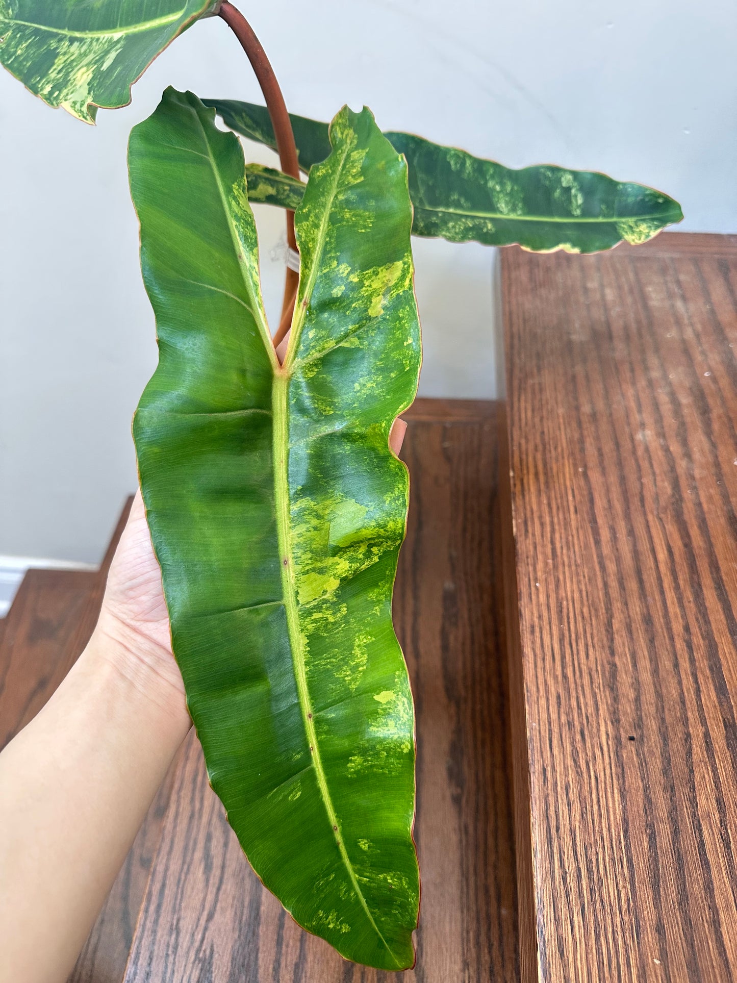 Philodendron Billietiae Variegated - Good Size