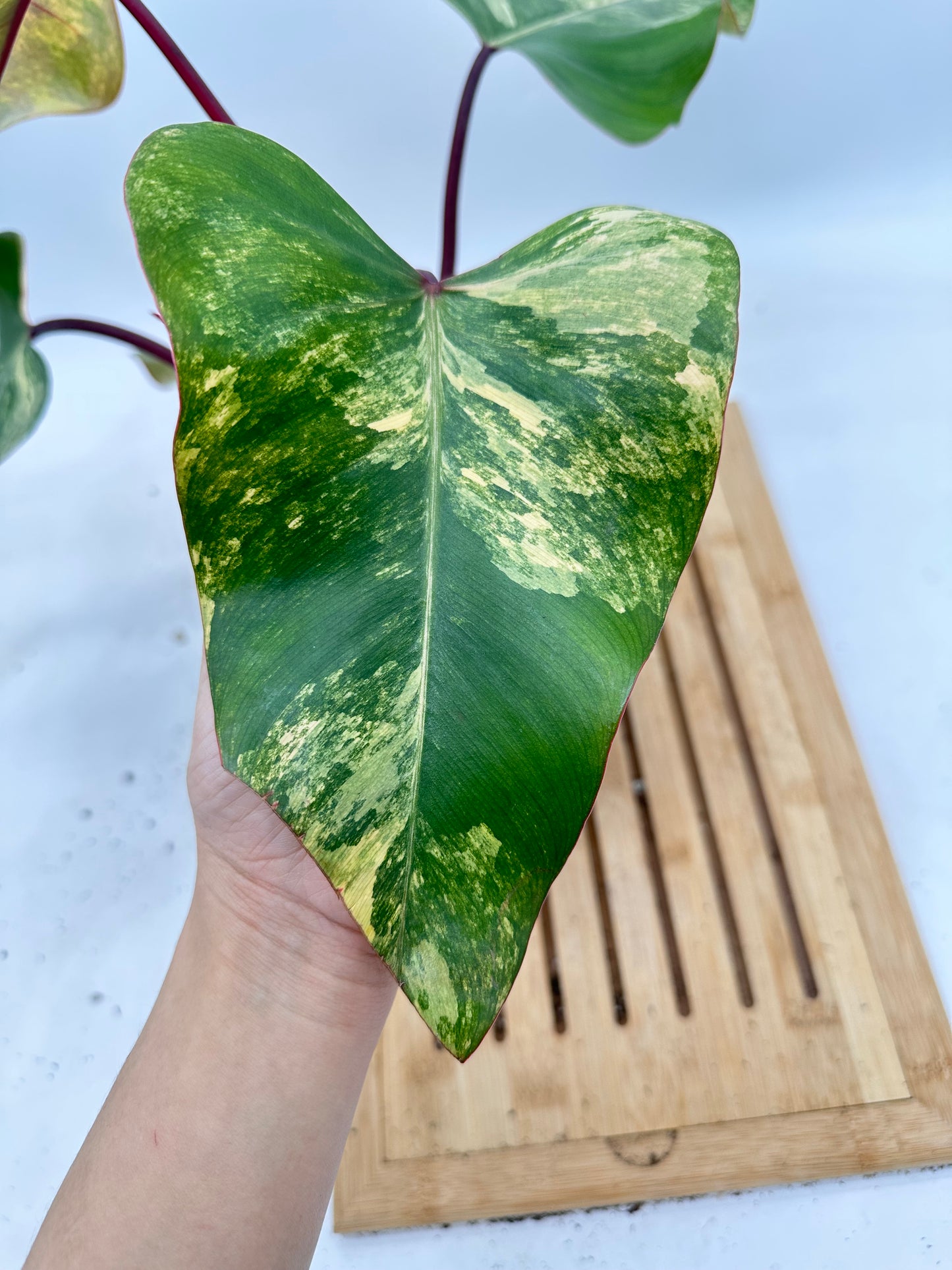 Philodendron Strawberry Shake Variegated