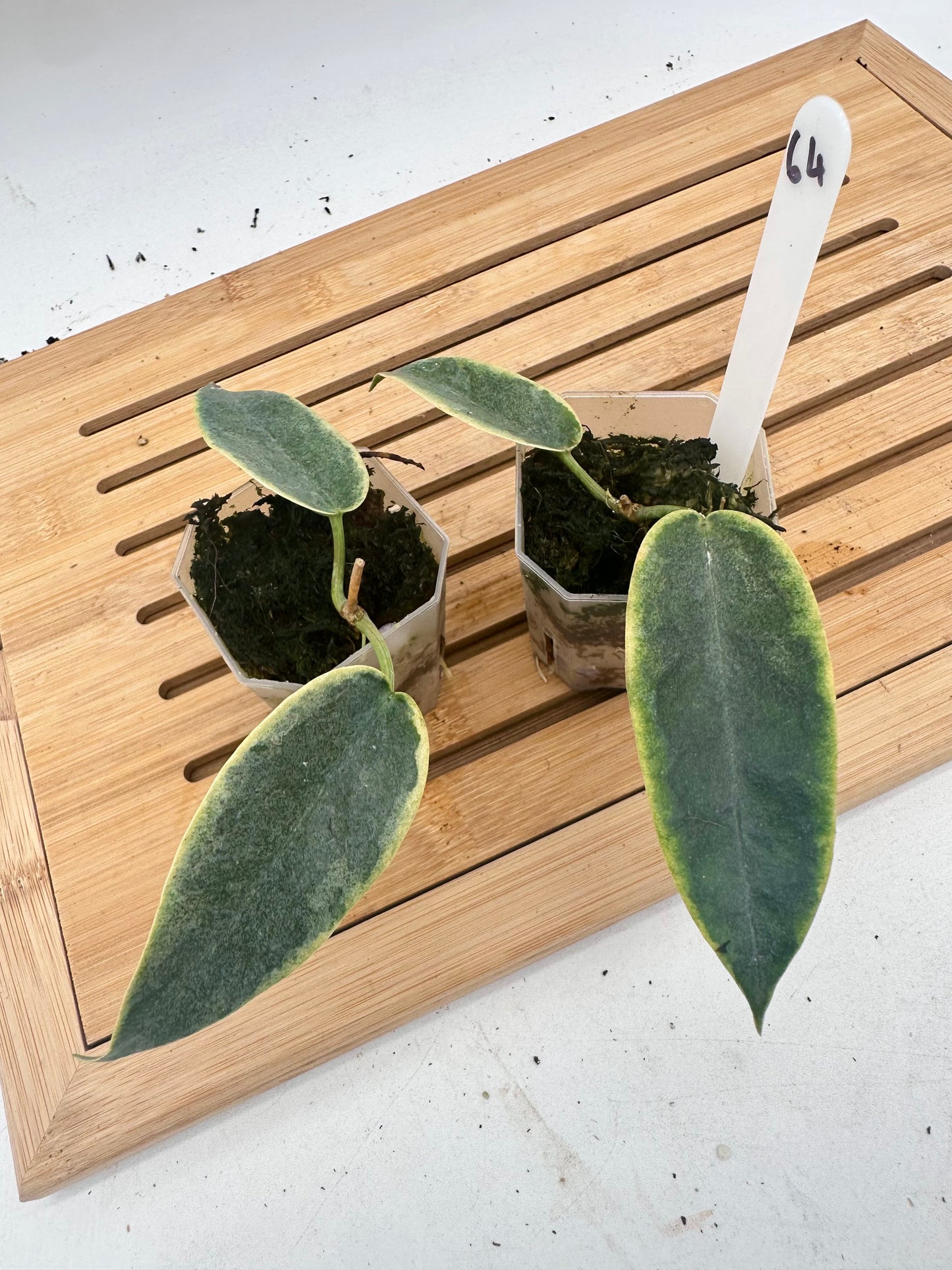 Hoya Archboldiana Var. albomarginata