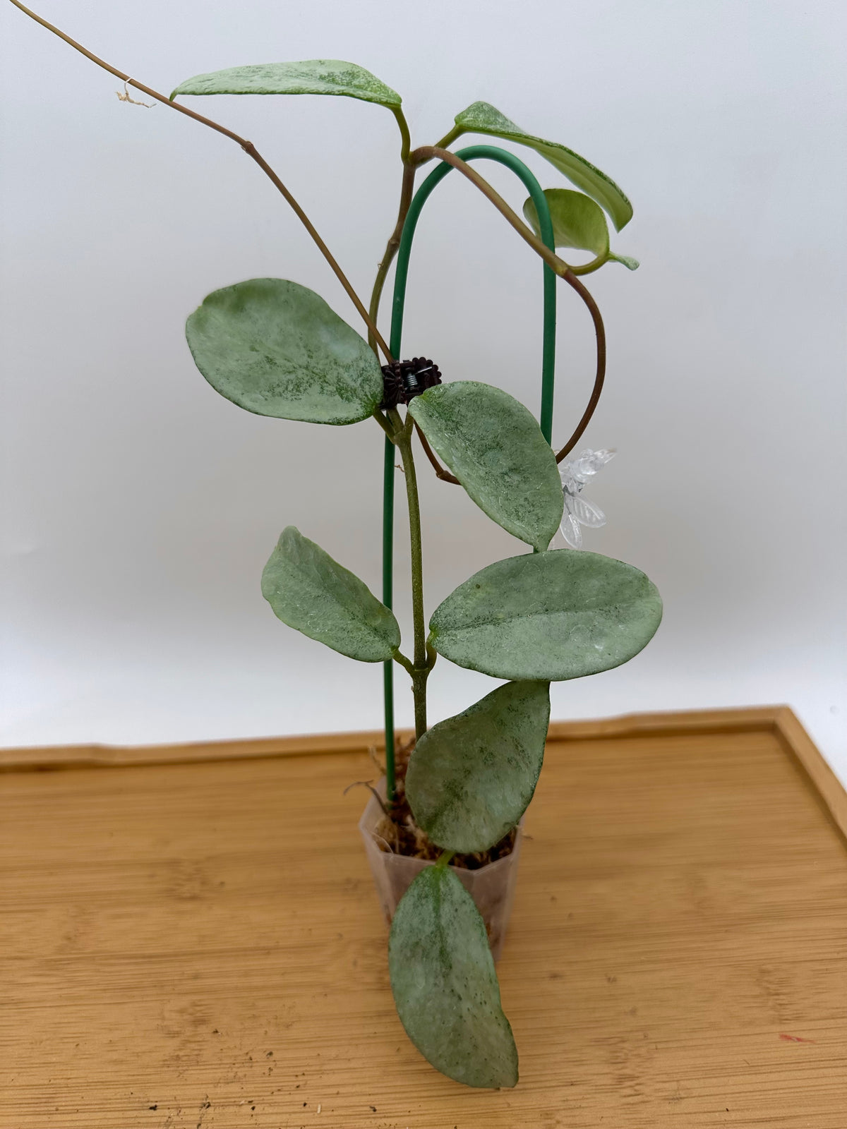 Hoya Carnosa ‘Grey Ghost’ - Full Plant