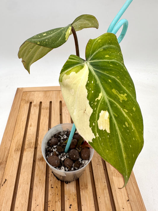 🦄 Philodendron Gloriosum Variegated (Full Plant grown from Top Cutting)