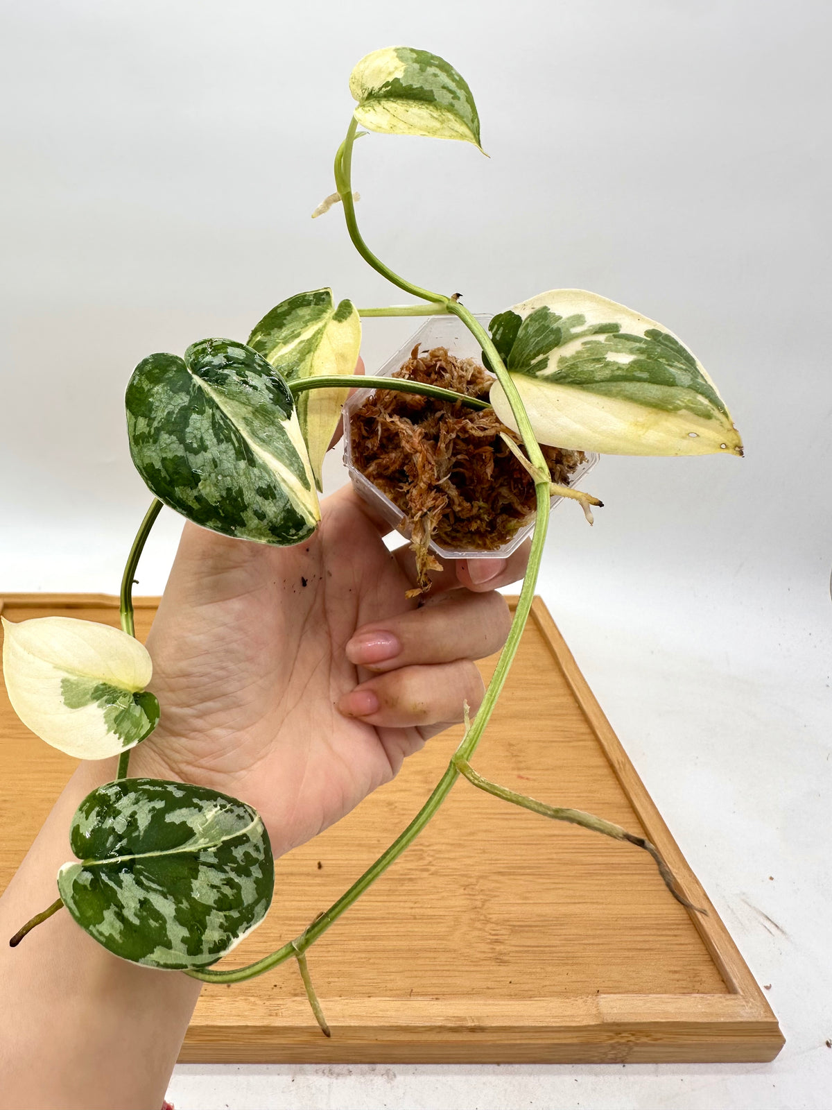 Scindapsus Mayari Variegated
