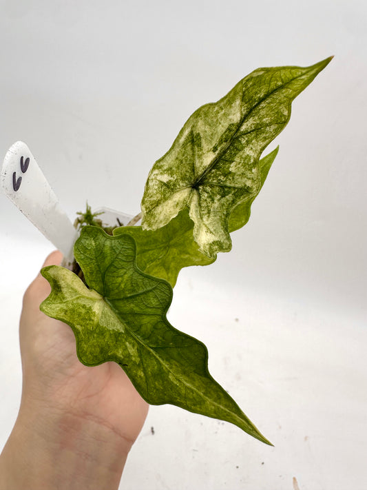 Alocasia Jacklyn Mystic Variegated 066