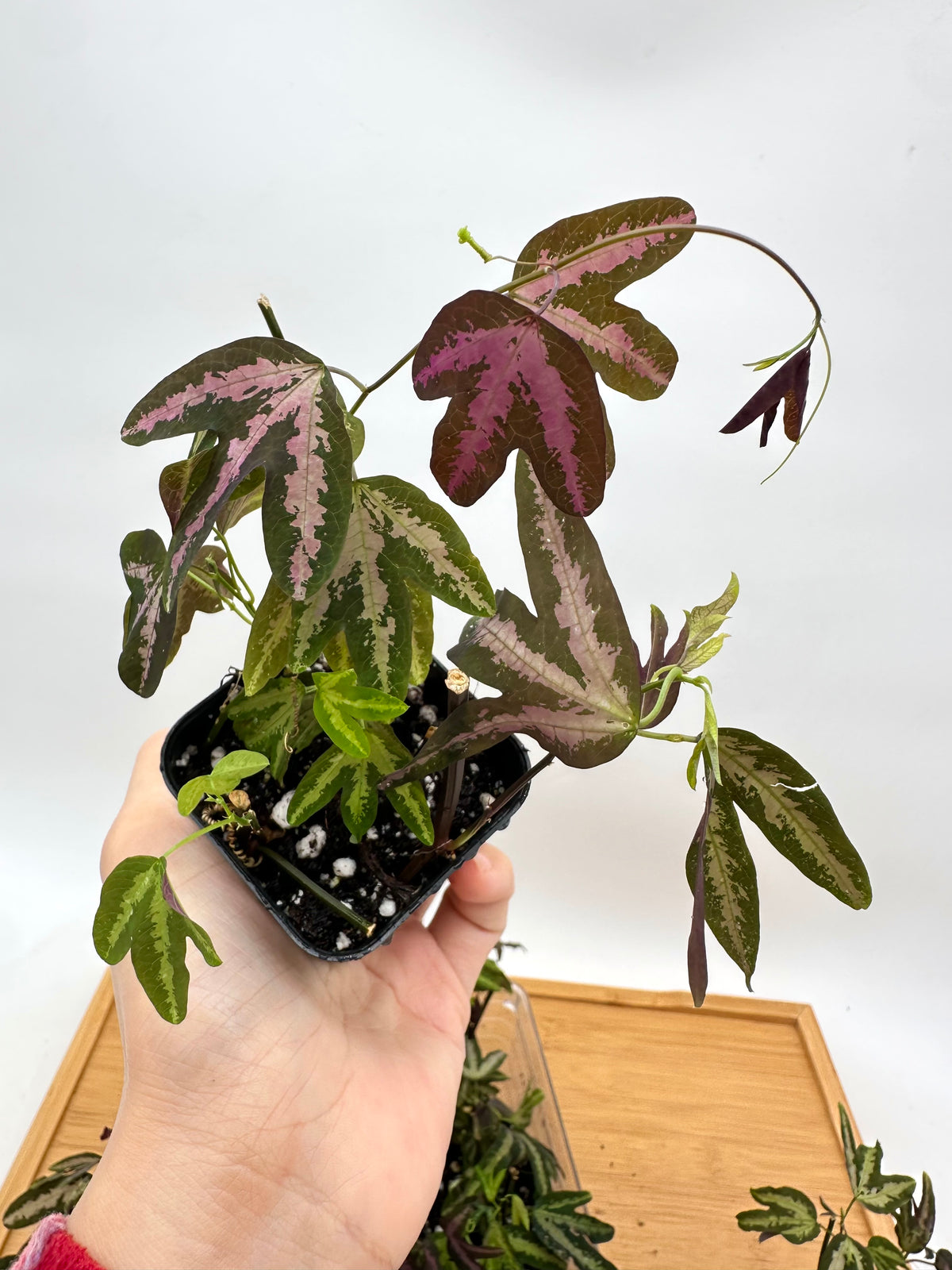 Passiflora Trifasciata Purple - Multiple plants in each pot