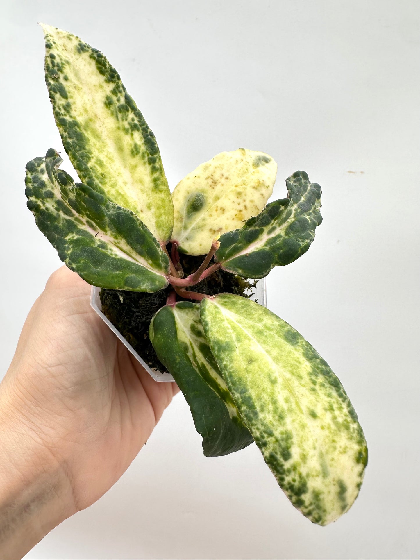 Hoya Swiffer’s Nightmare - 2 Growths