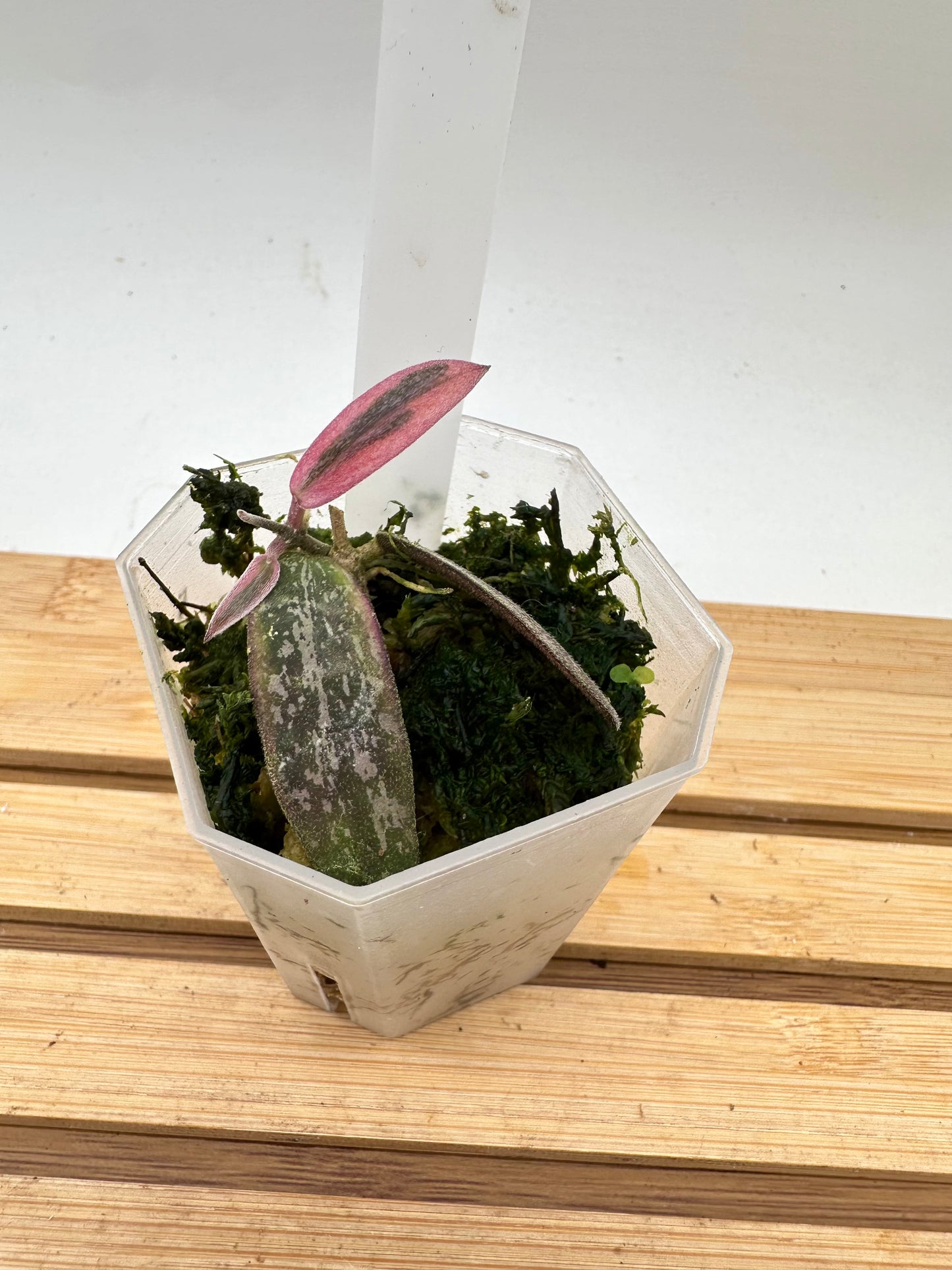 Hoya Sigillatis Variegated