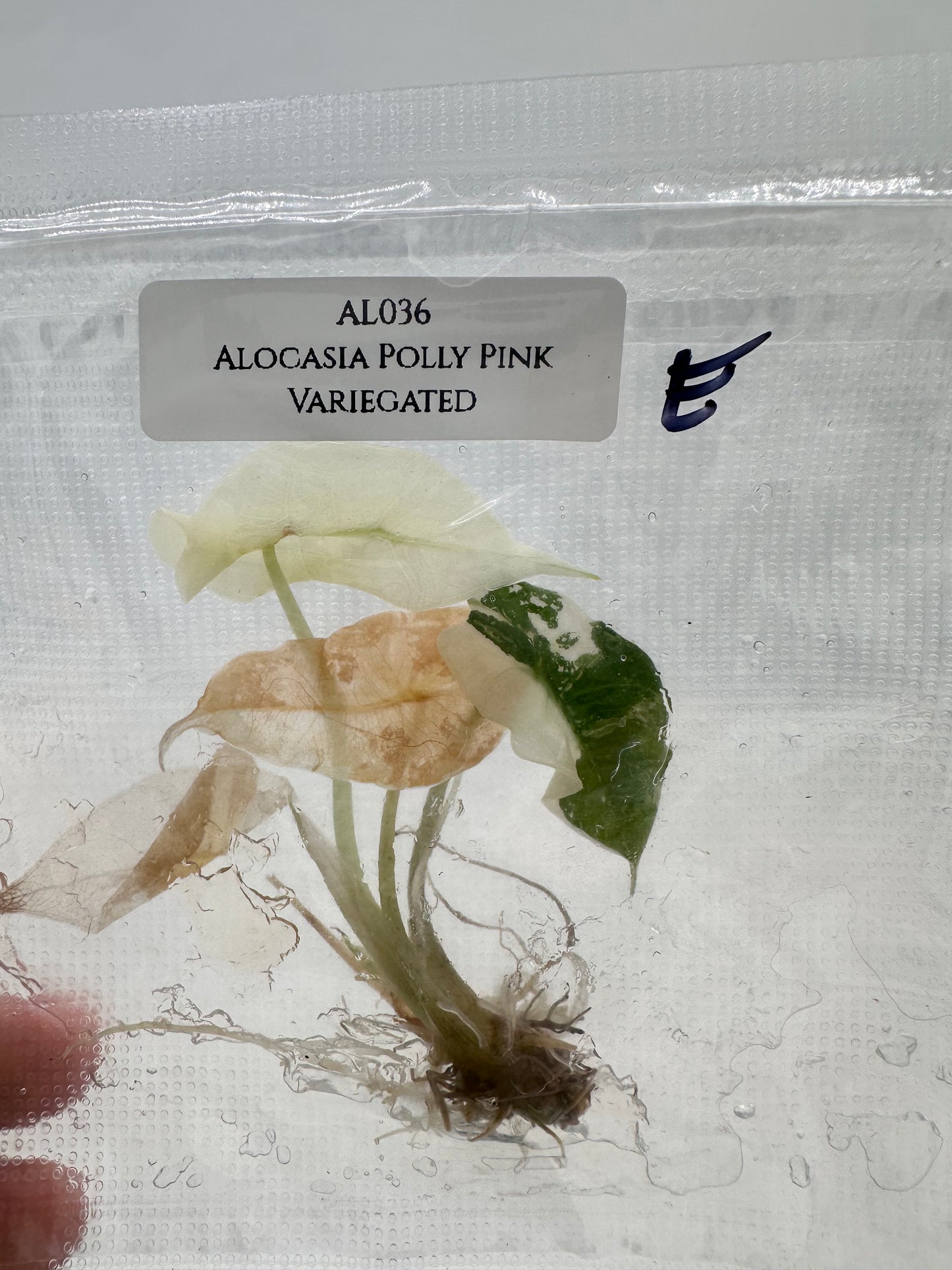 Tissue Culture - Alocasia Polly Pink Variegated
