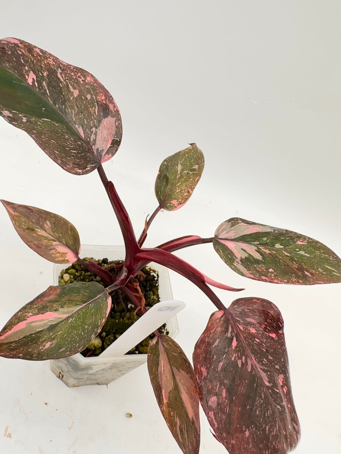 Philodendron Pink Princess Marble King 010