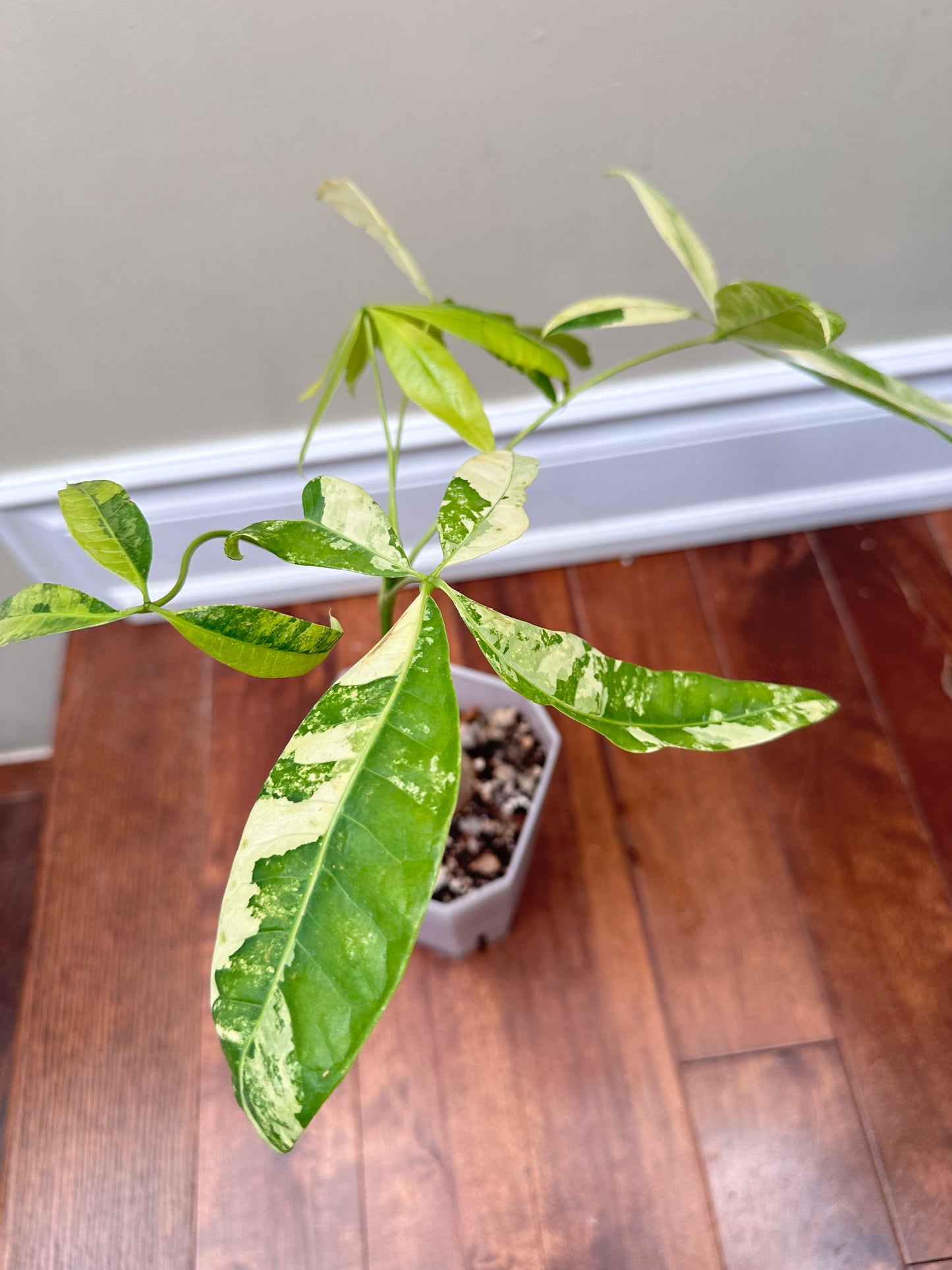 Money Tree Aurea Variegated