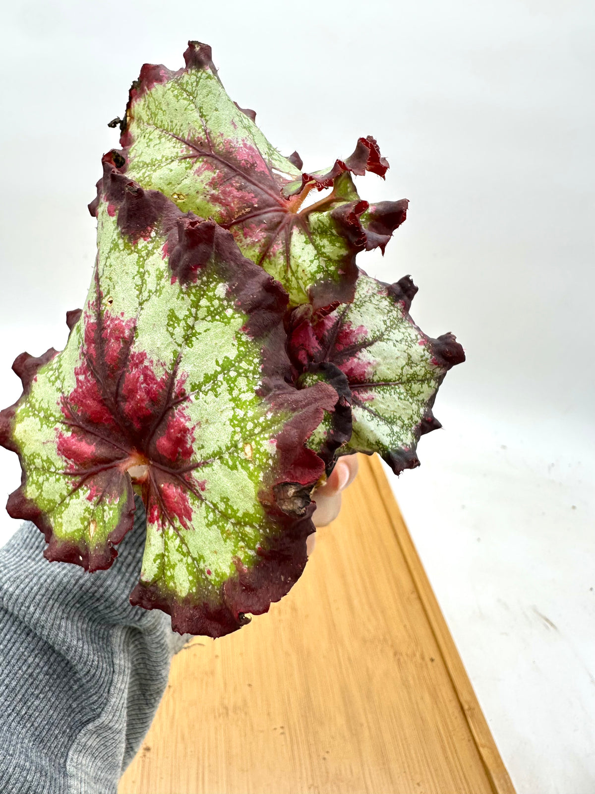 Begonia Noid