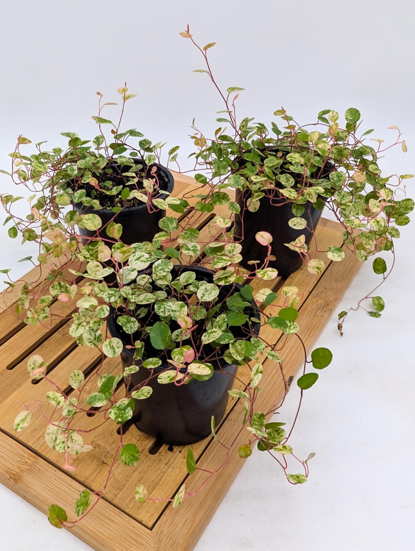 Variegated Wire Vines