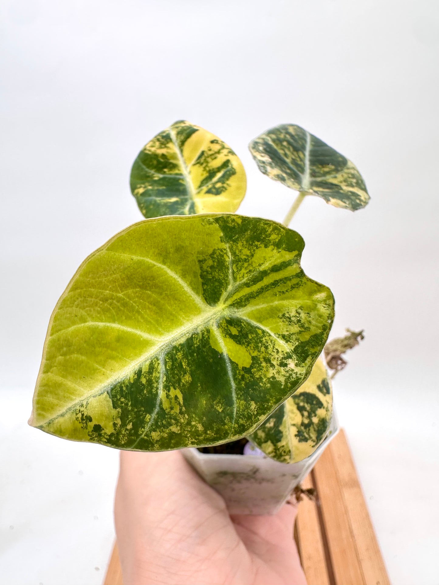 Alocasia Black Velvet Gold Variegated