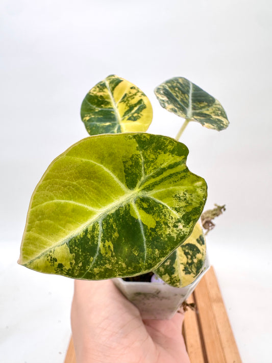 Alocasia Black Velvet Gold Variegated