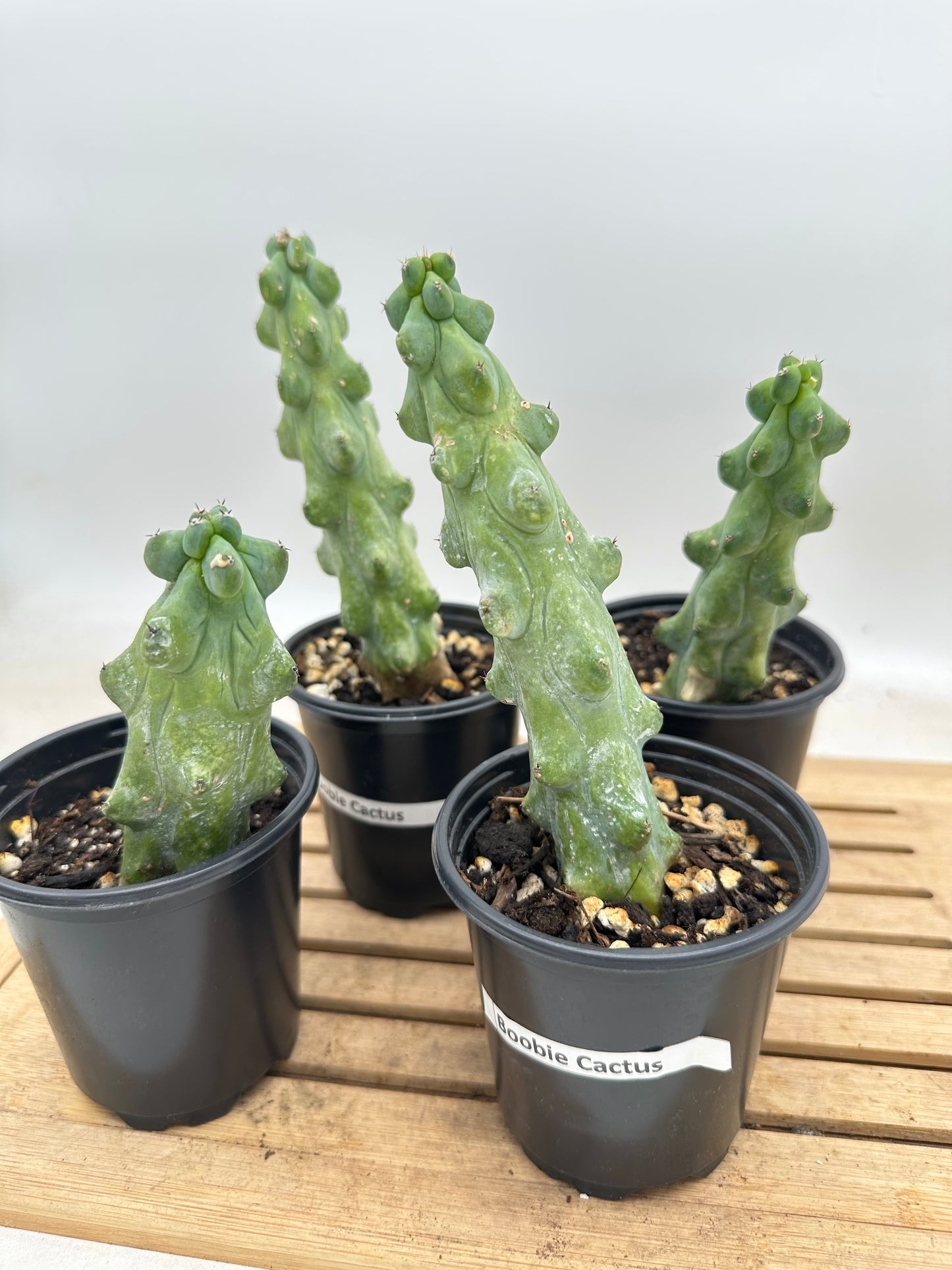 Boobie Cactus - Clearance Sale