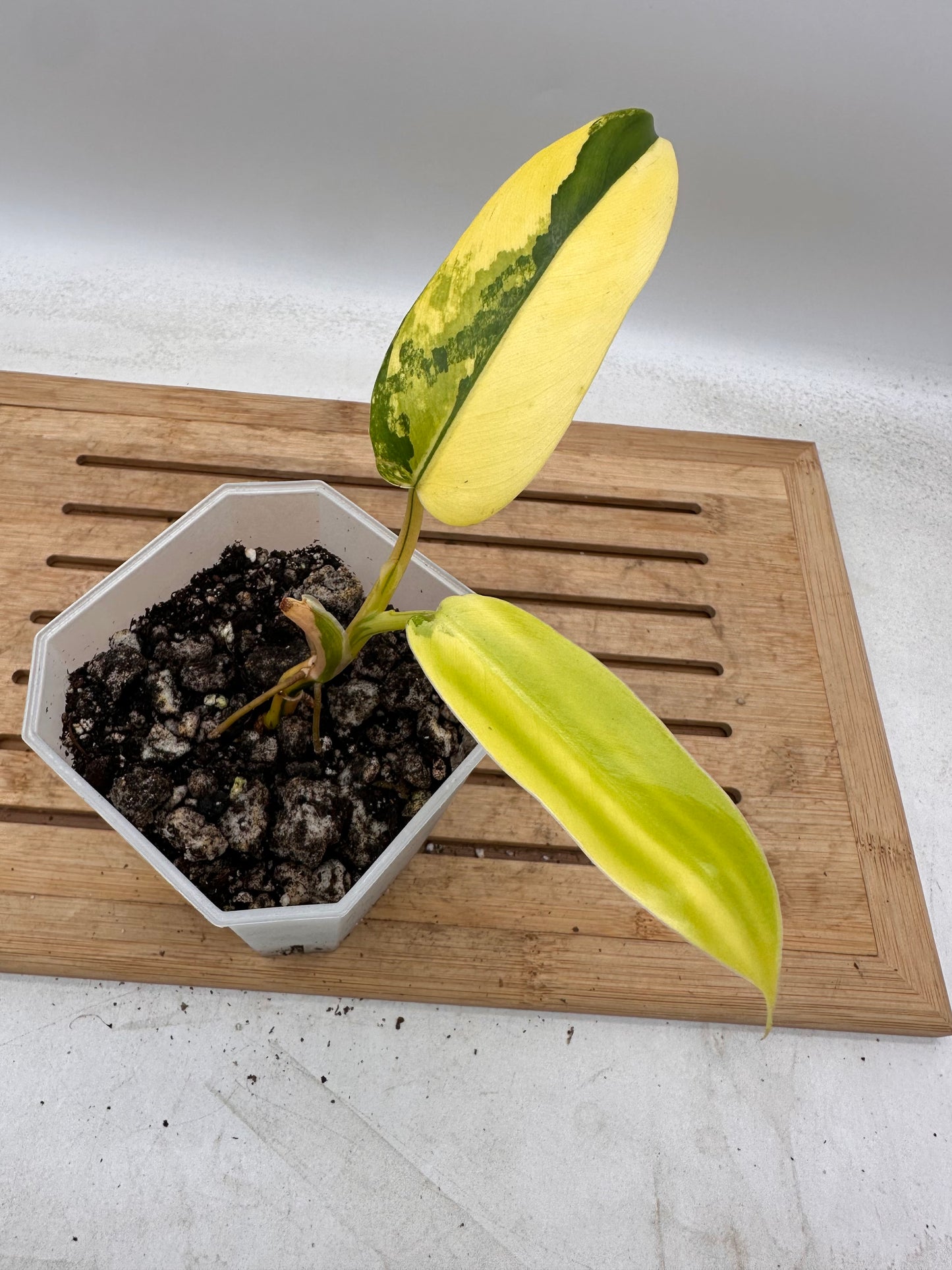 Philodendron Domesticum Variegated - August Sale