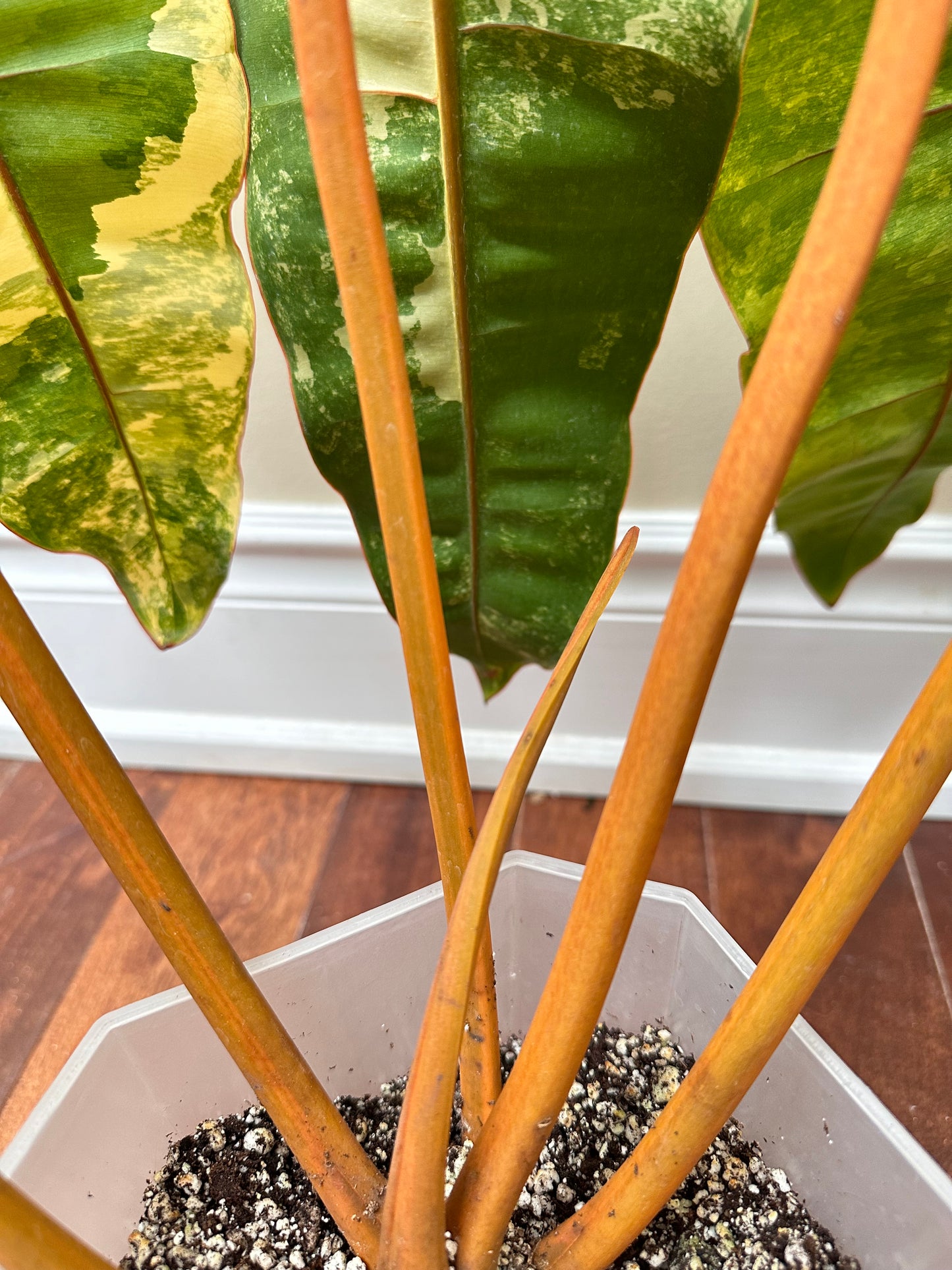 Philodendron Billietiae Variegated - Size Extra Large, 6 leaves - August Sale