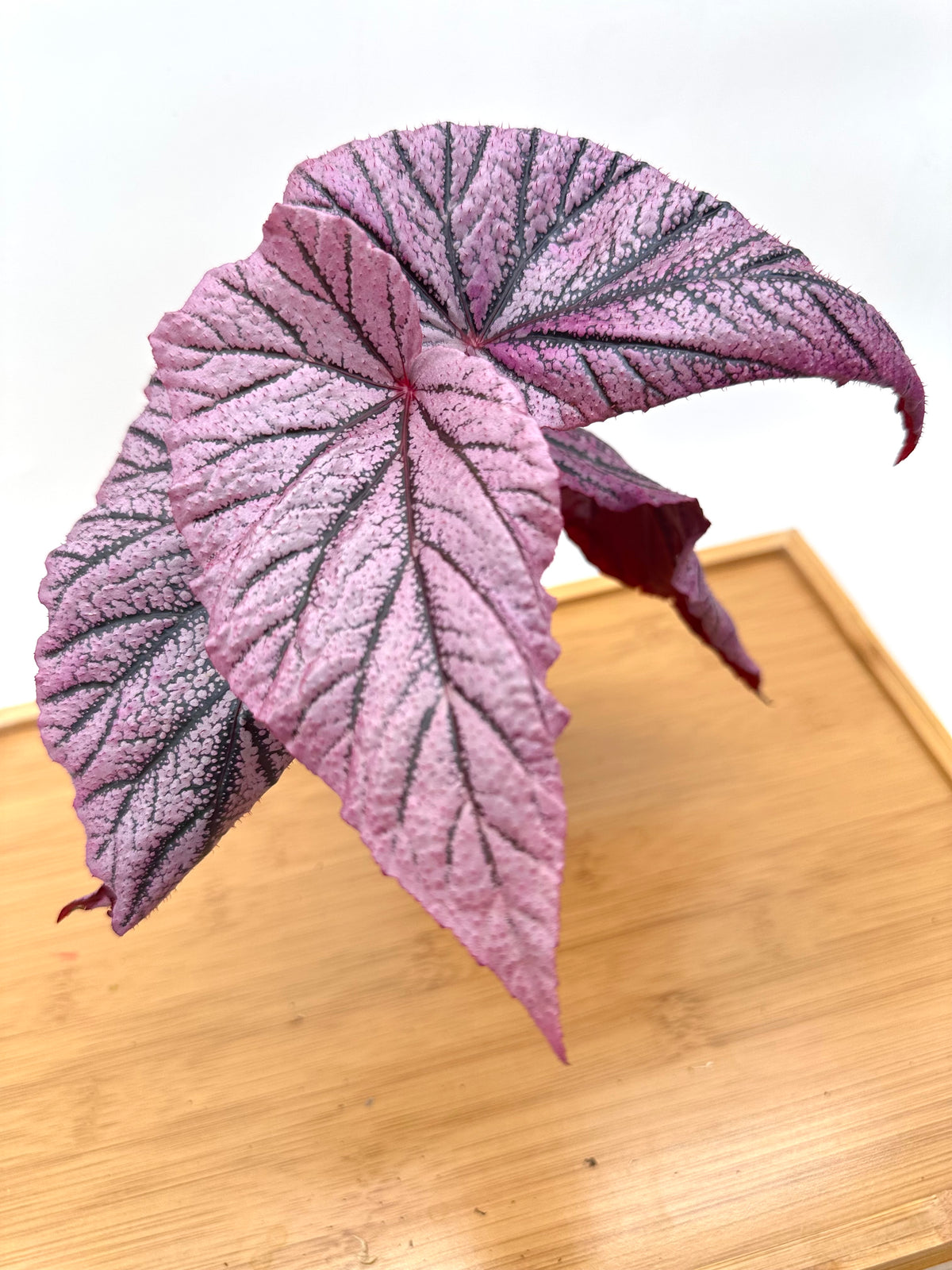 Begonia ‘Red Berry’