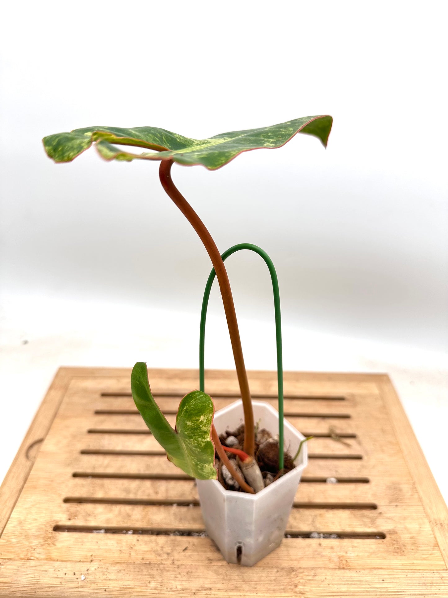 Philodendron Billietiae Variegated