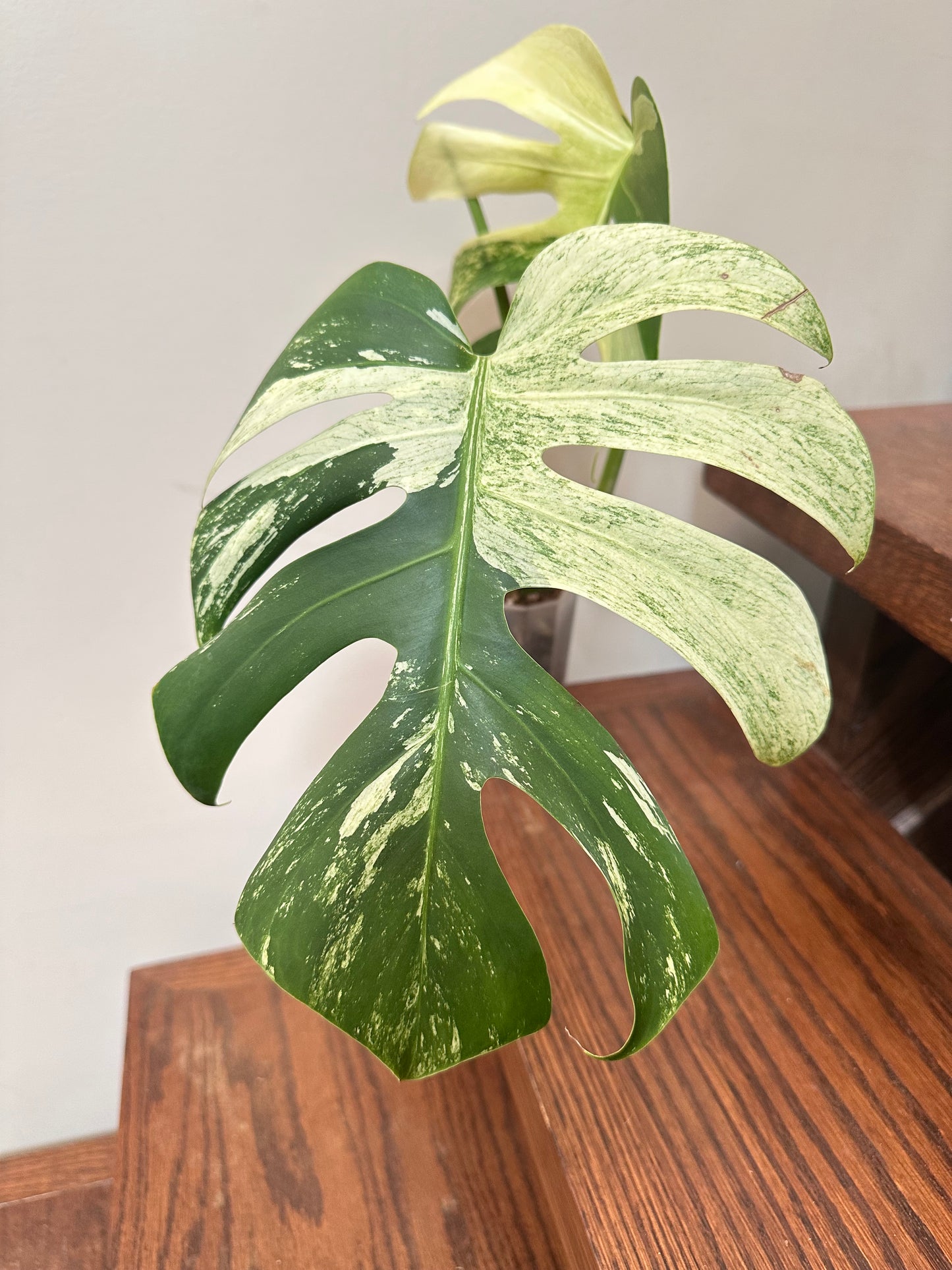 Monstera Jungle Mint